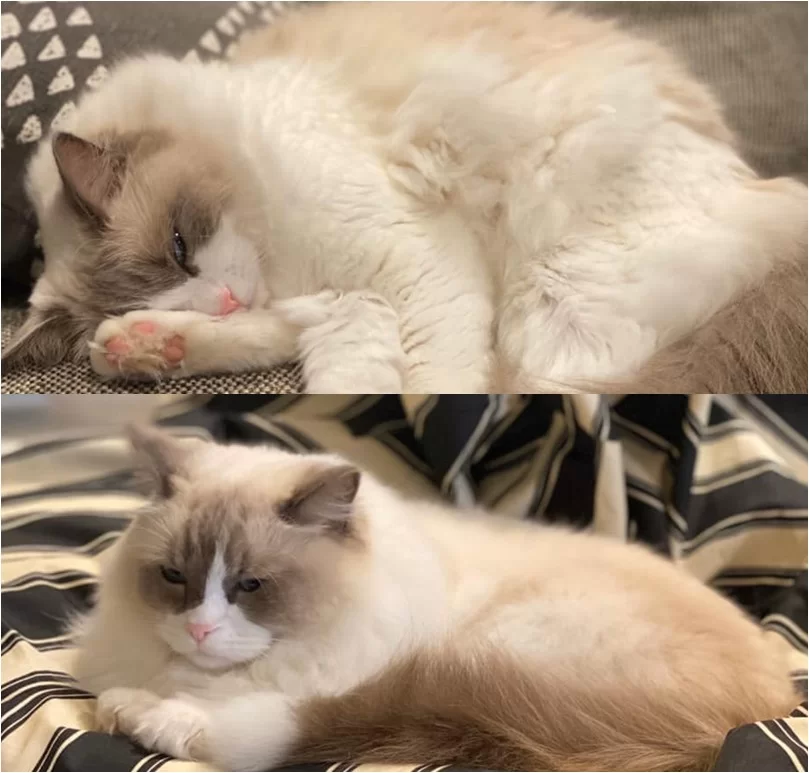 Ragroyalty Princess Indy & Ragroyalty Prince Carter