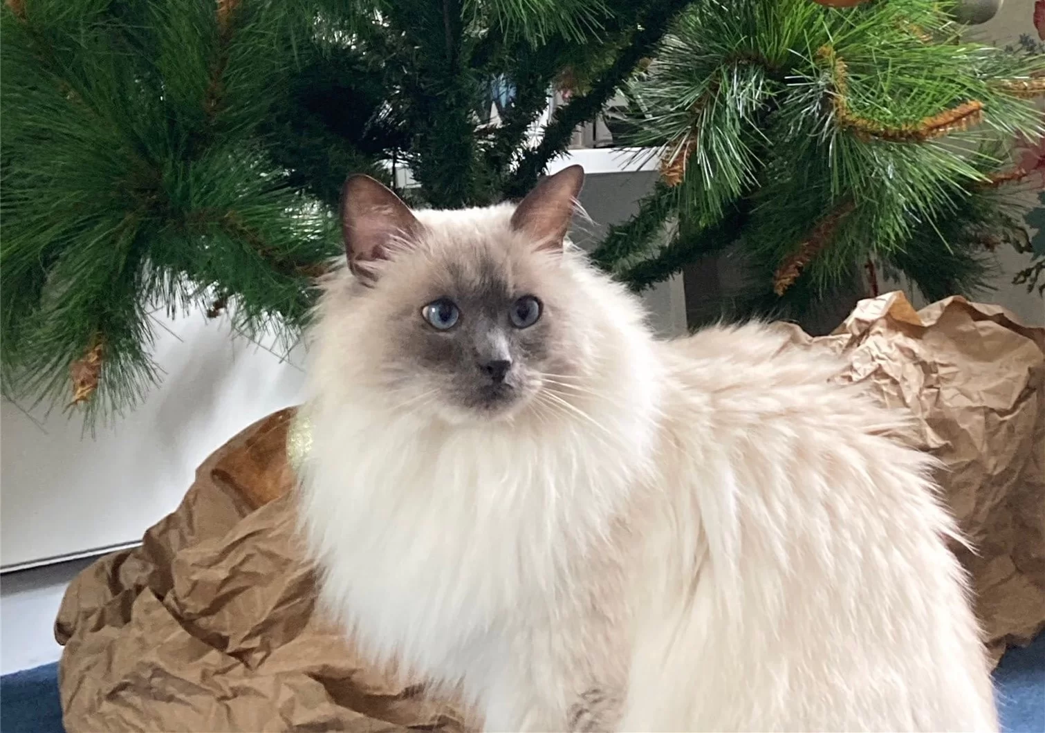 Ragroyalty Prince Charming