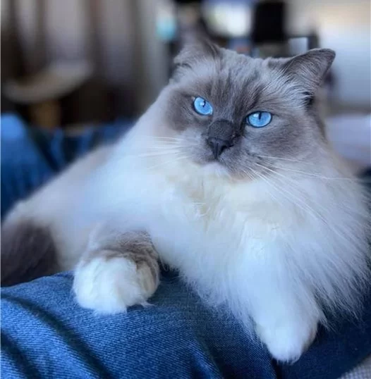 Ragroyalty Prince Chase