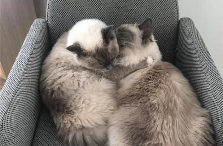 Ragroyalty Prince Cole & Prince Sawyer