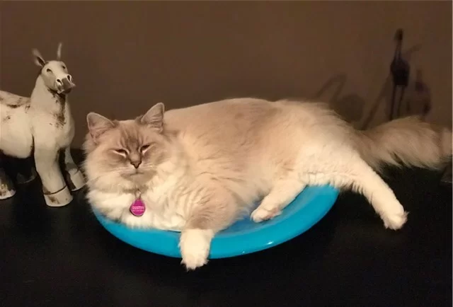 Ragroyalty Prince Dustin