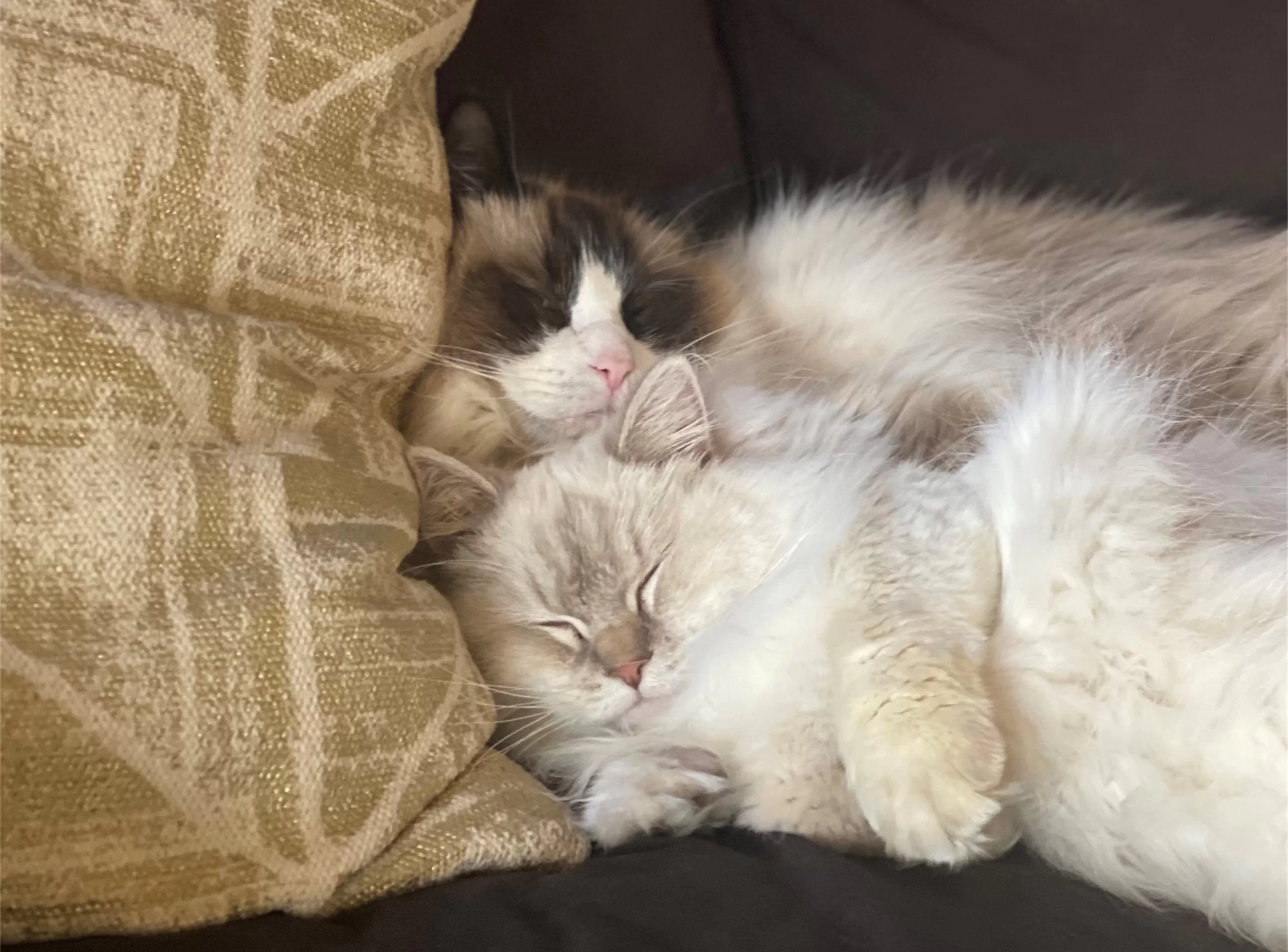 Ragroyalty Prince Ezra & To Be Cherished