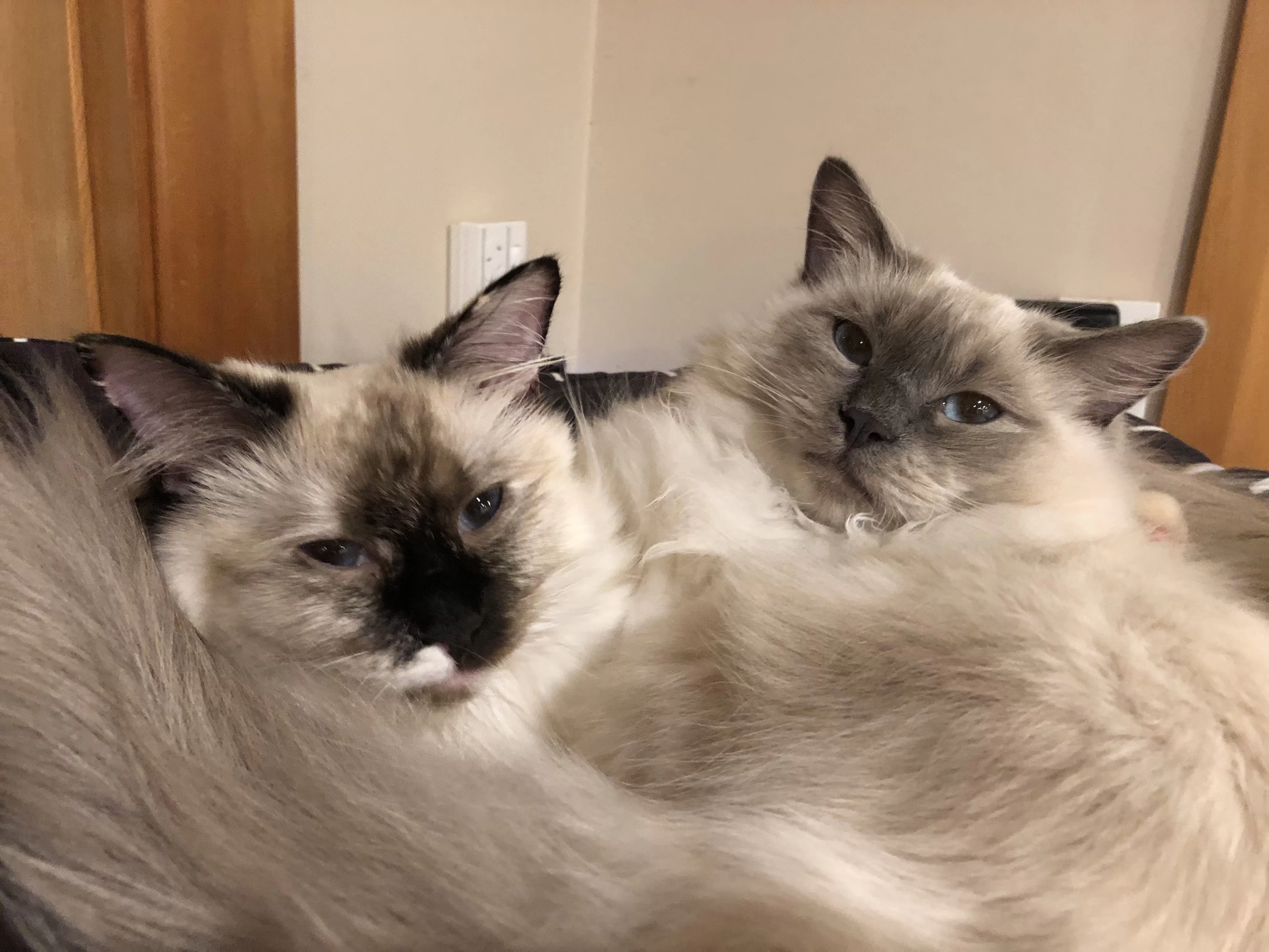 Ragroyalty Prince Grayson & Princess Cassie