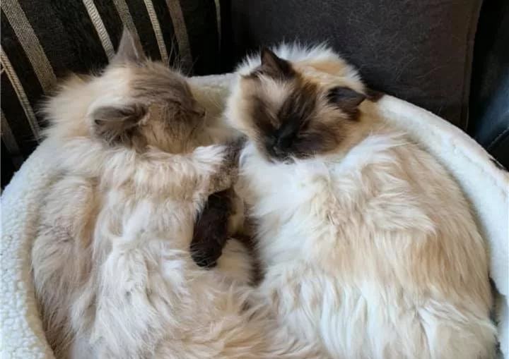 Ragroyalty Prince Jackson & Ragroyalty Princess Libby 