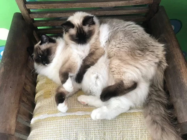 Ragroyalty Prince Joey & Prince Niko