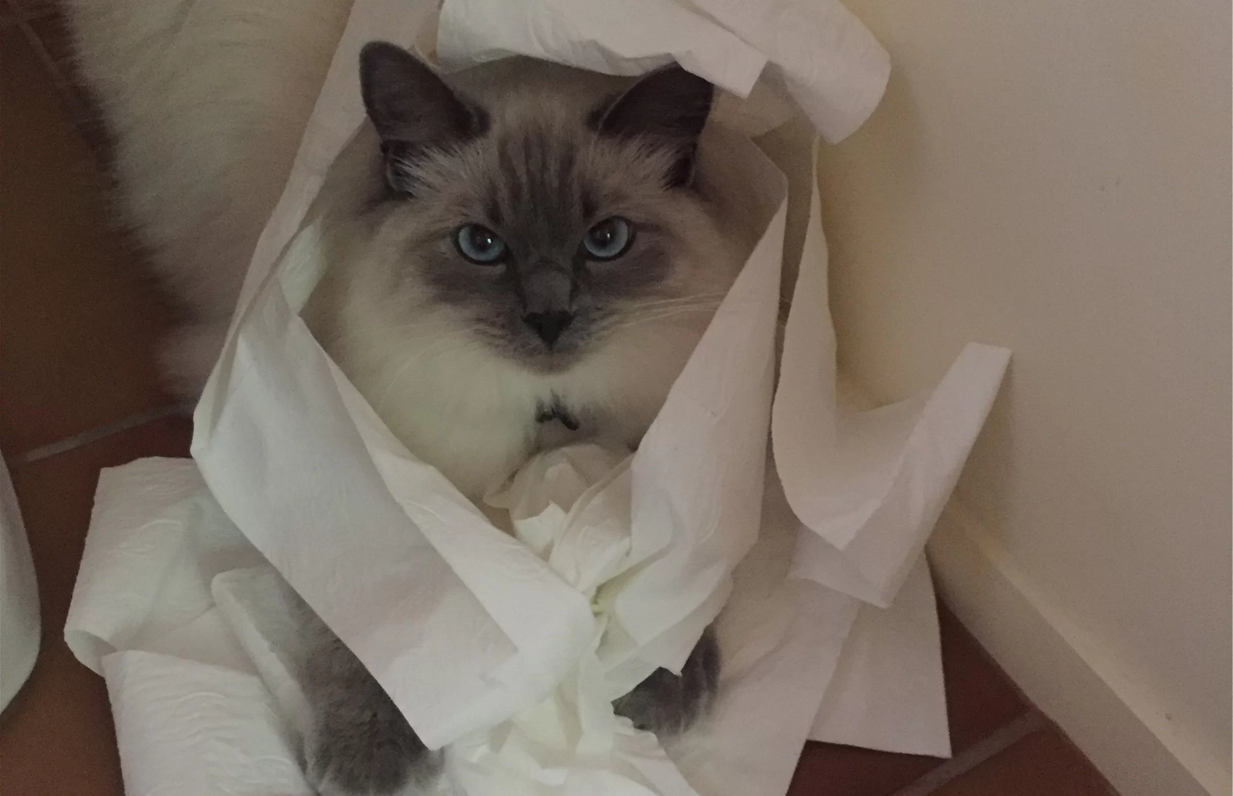 Ragroyalty Prince Justice