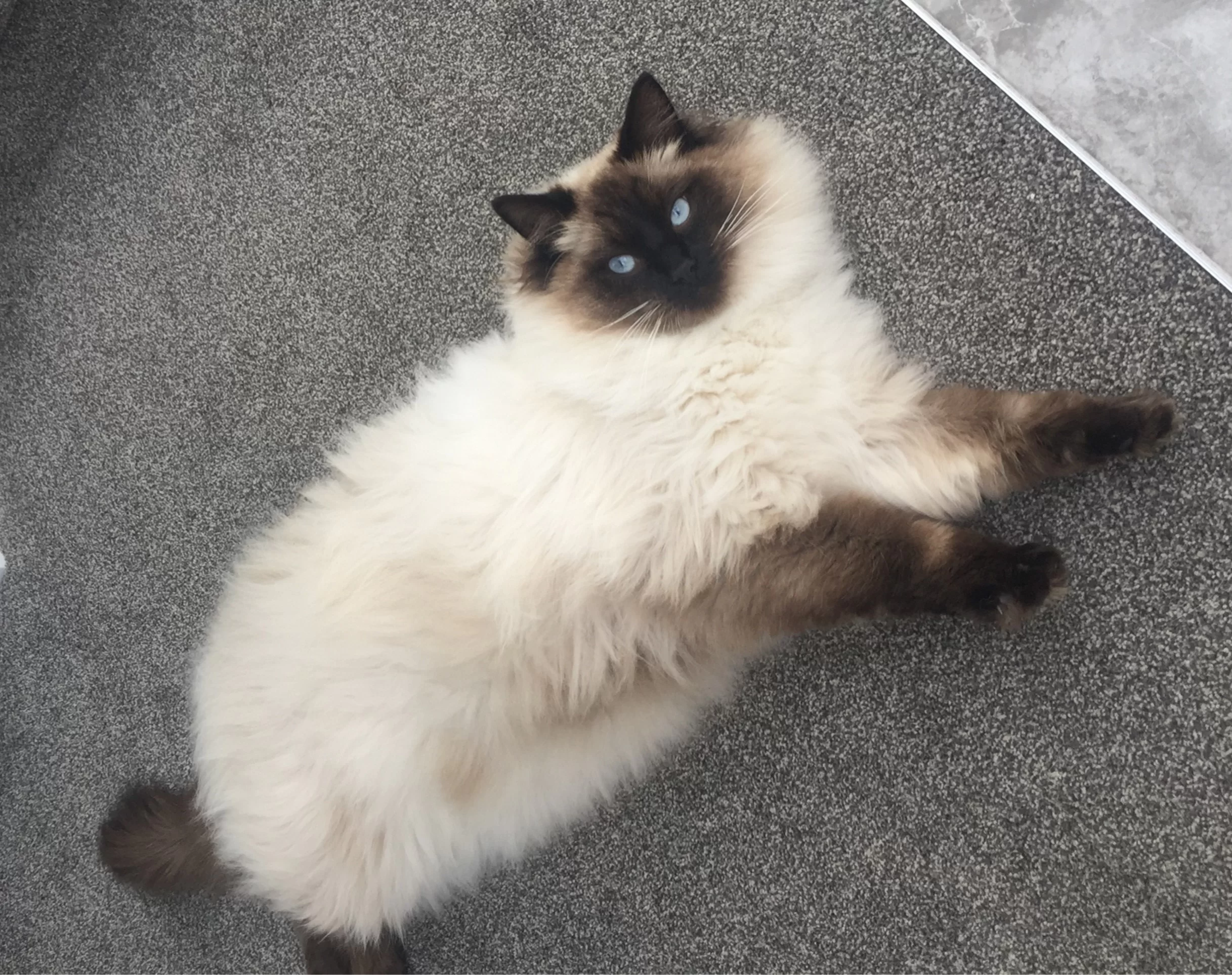 Ragroyalty Prince Liam