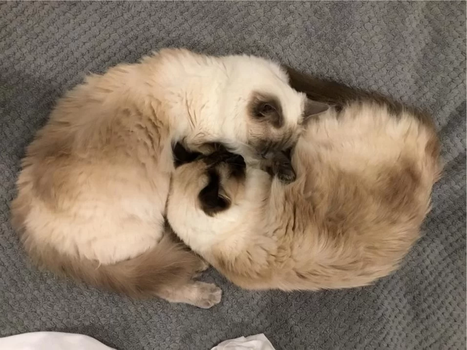 Ragroyalty Prince Mason