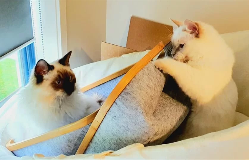 Ragroyalty Prince Matt & Princess Renee