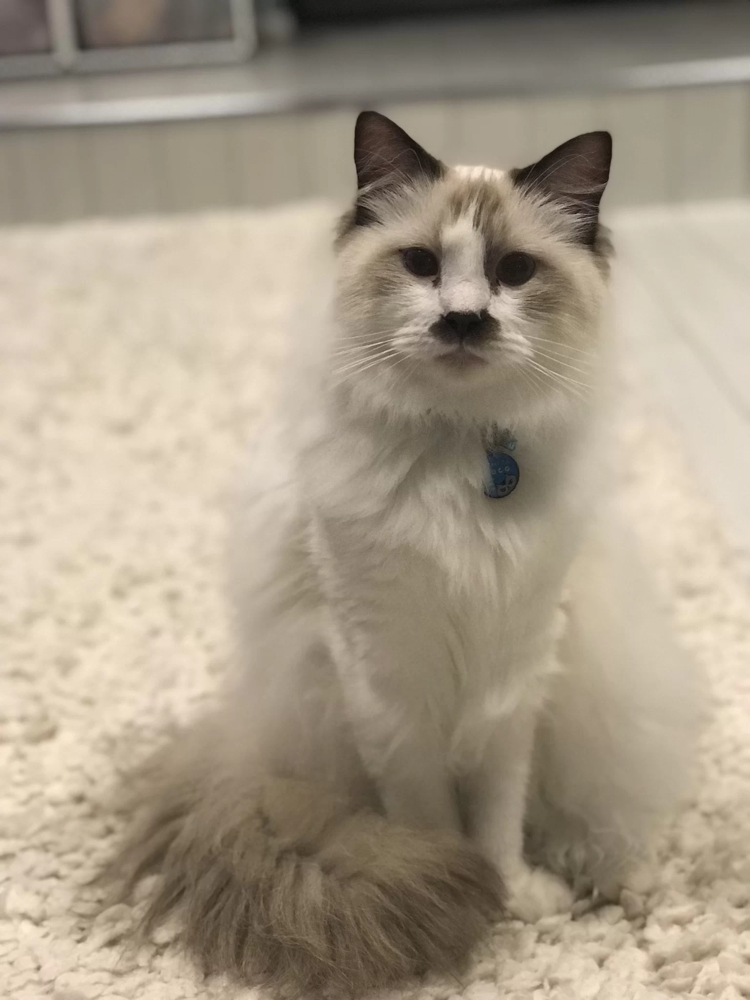 Ragroyalty Prince Neo