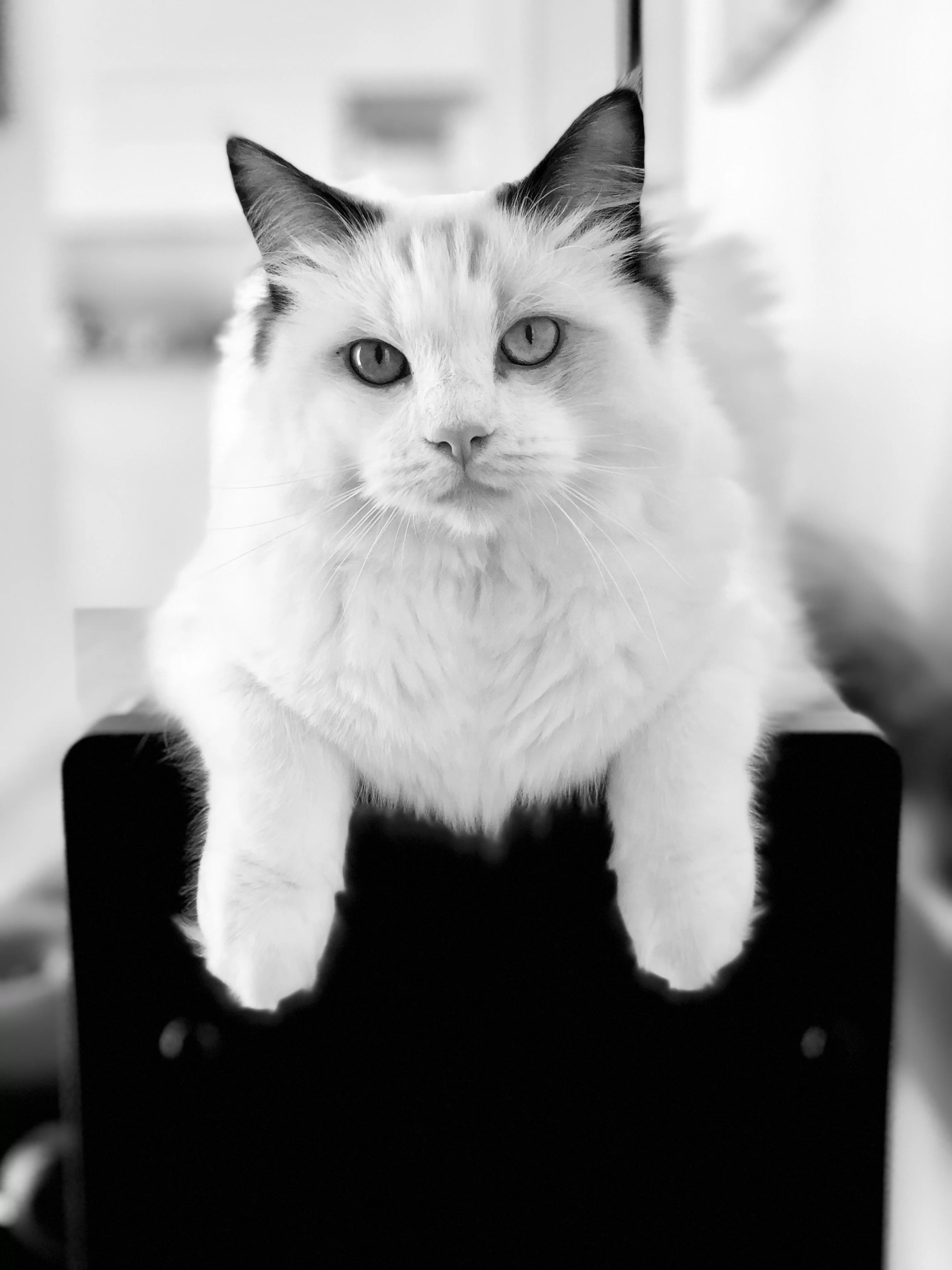 Ragroyalty Prince Noah 