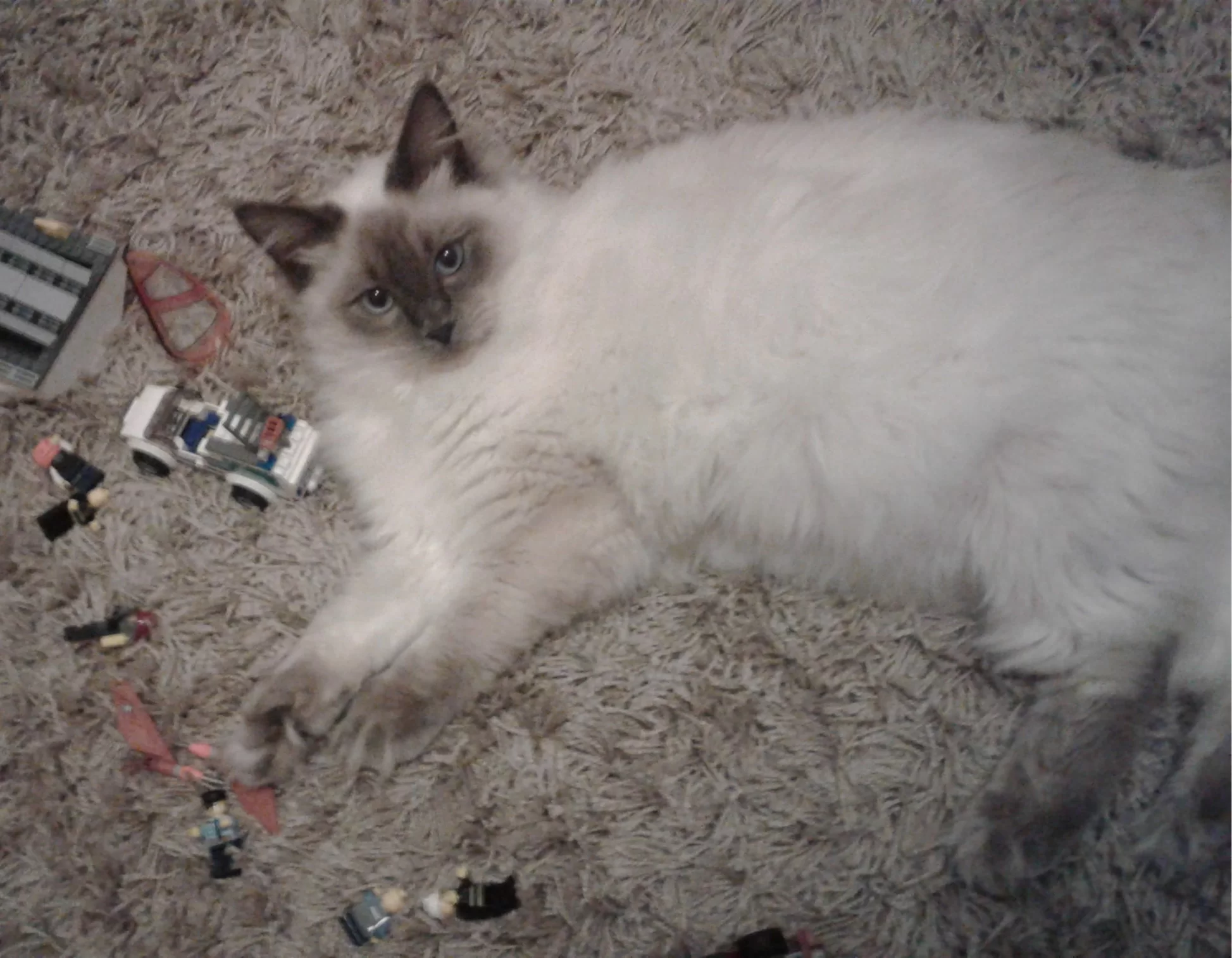 Ragroyalty Prince Orlando