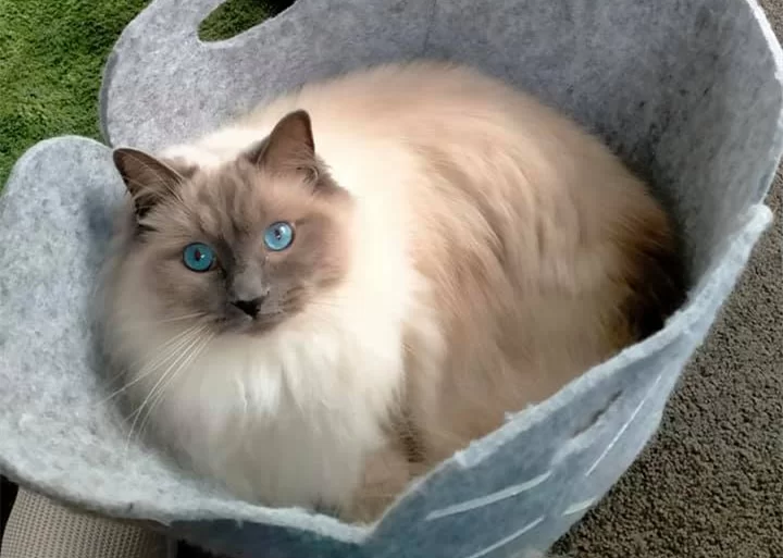 Ragroyalty Prince Owen