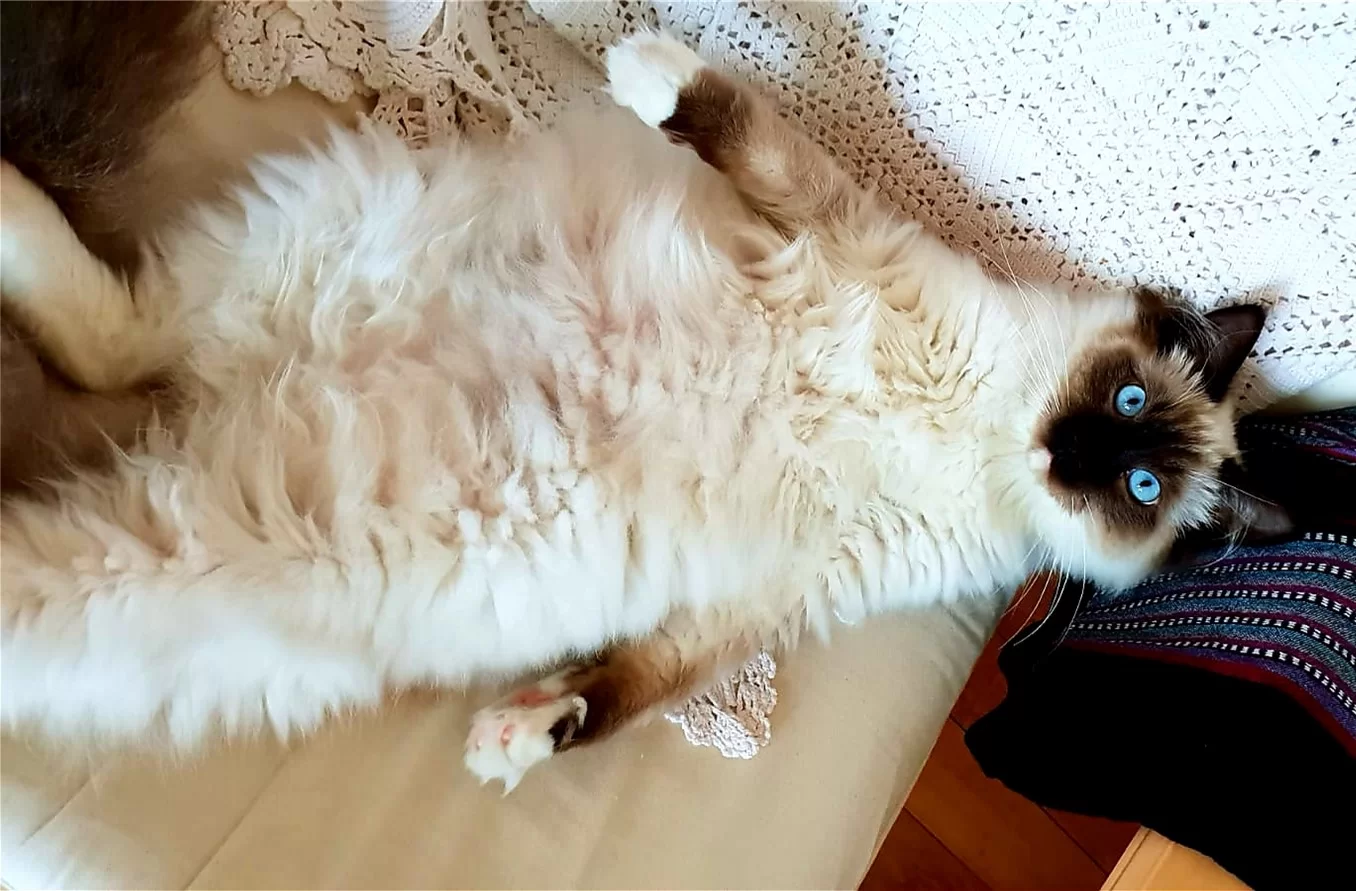 Ragroyalty Prince Parker