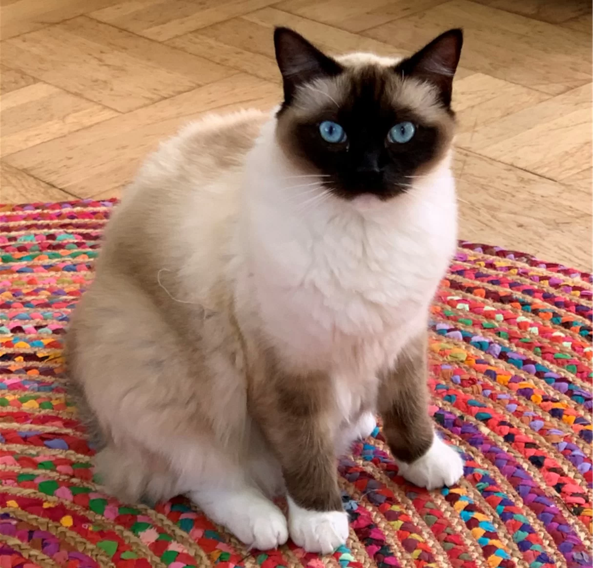 Ragroyalty Prince Robbie 