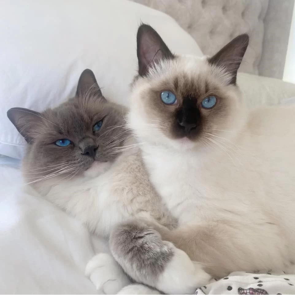 Ragroyalty Prince Sir George