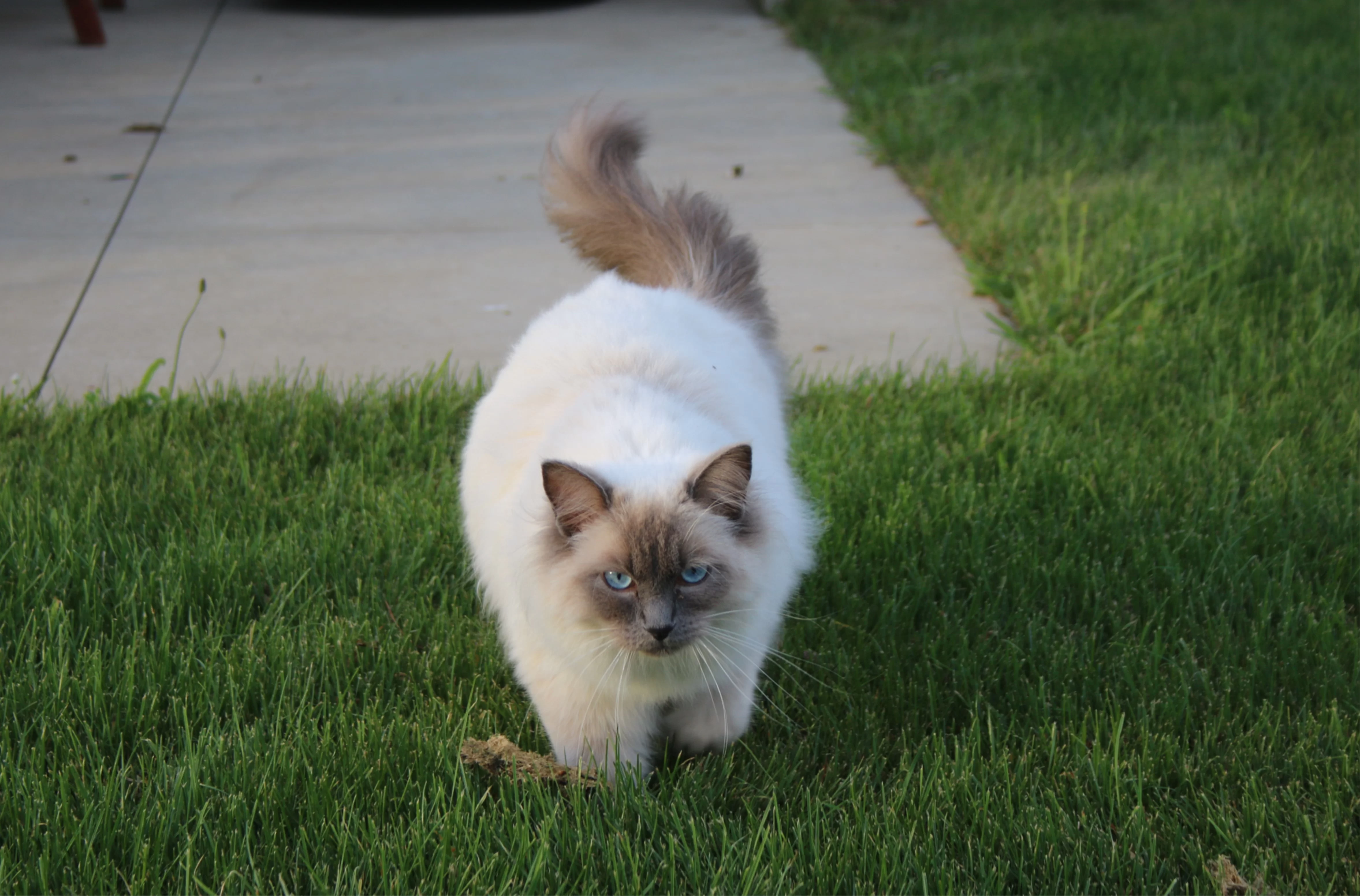 Ragroyalty Princess Bella