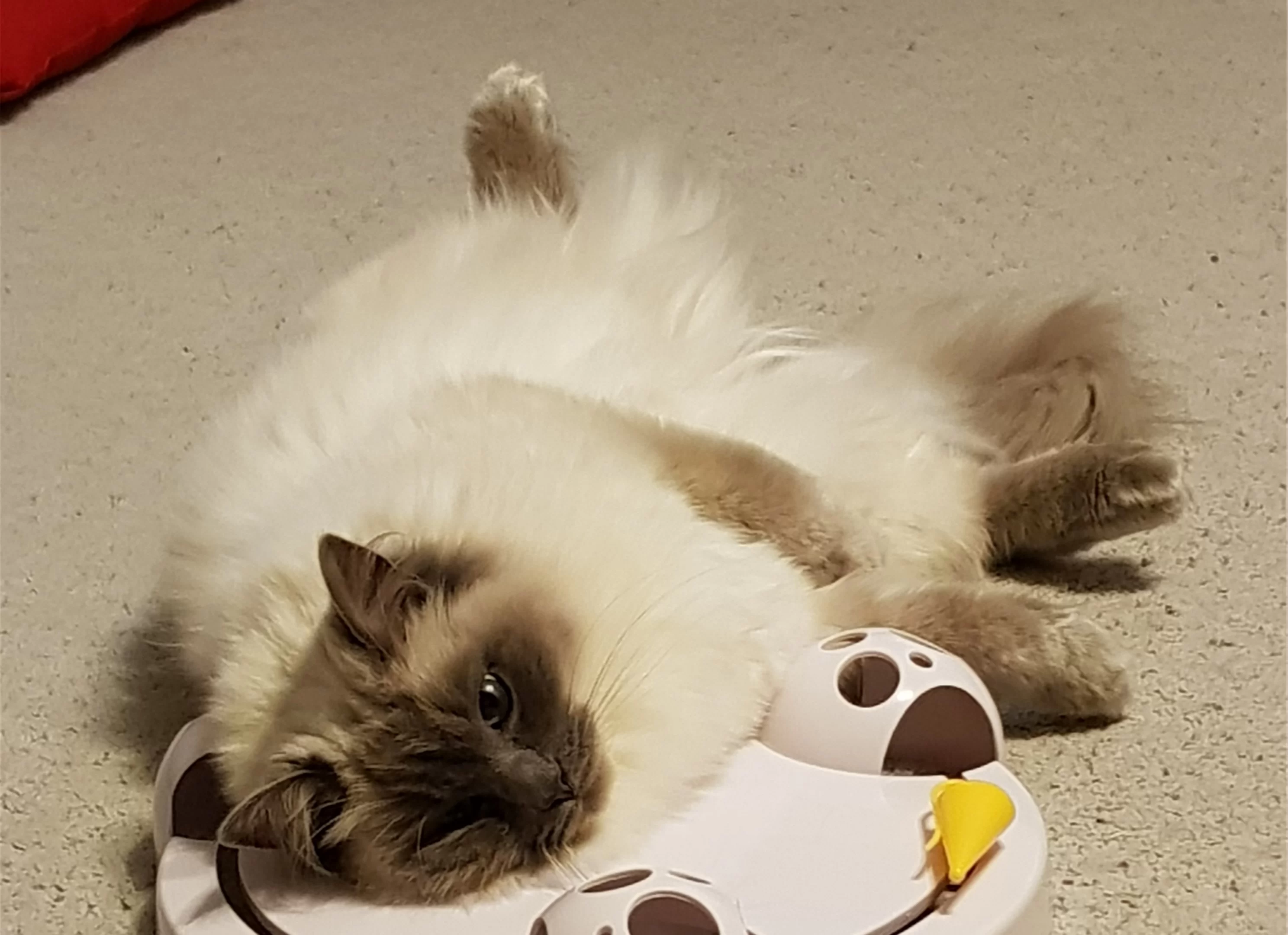 Ragroyalty Princess Chloe