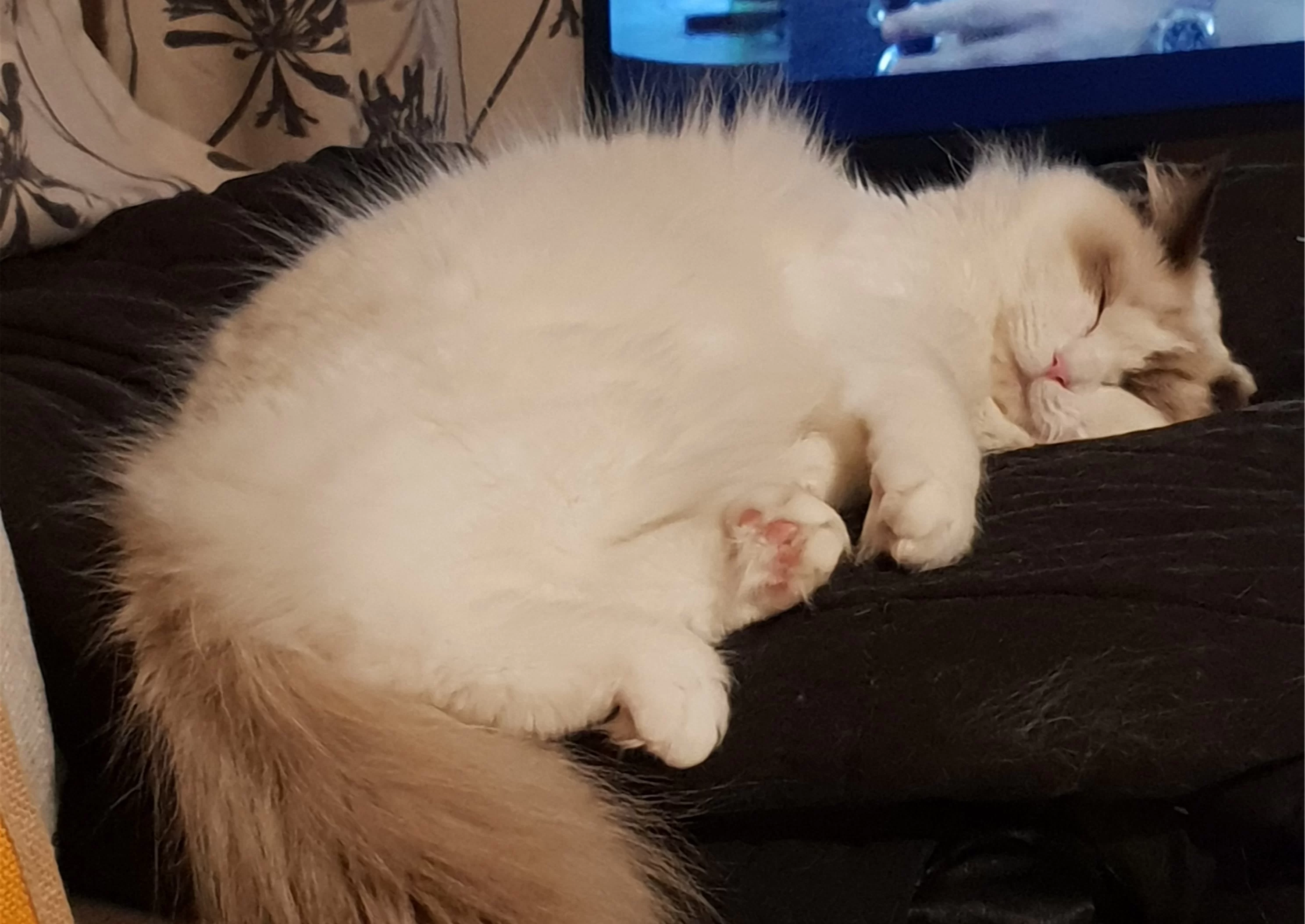 Ragroyalty Princess Coco