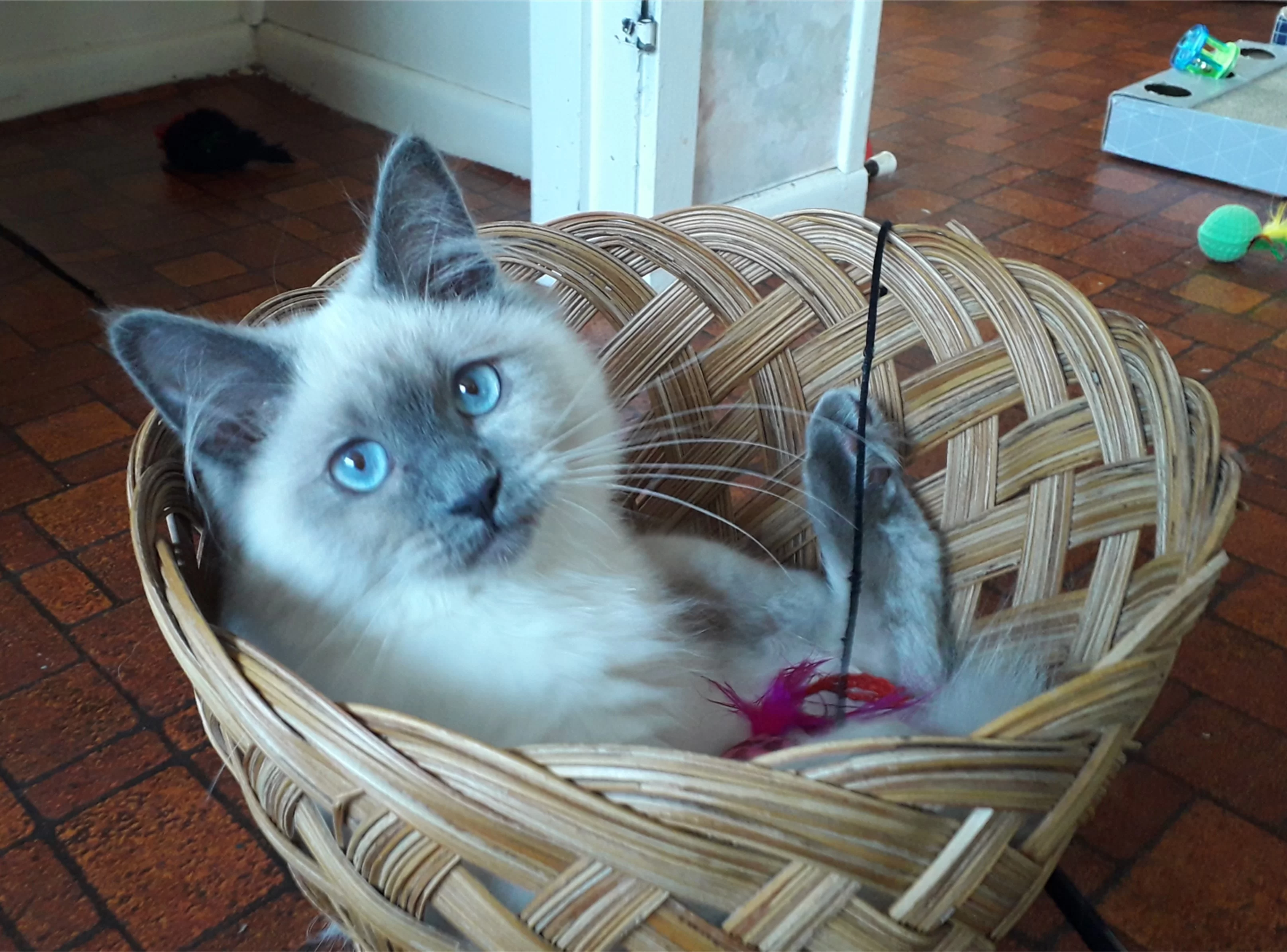 Ragroyalty Princess Cyan