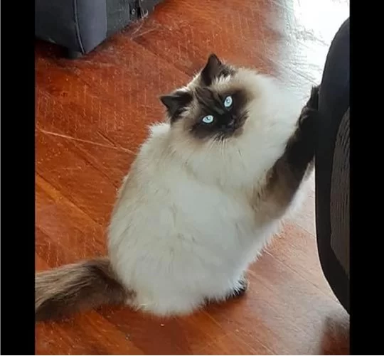 Ragroyalty Princess Ella Bella