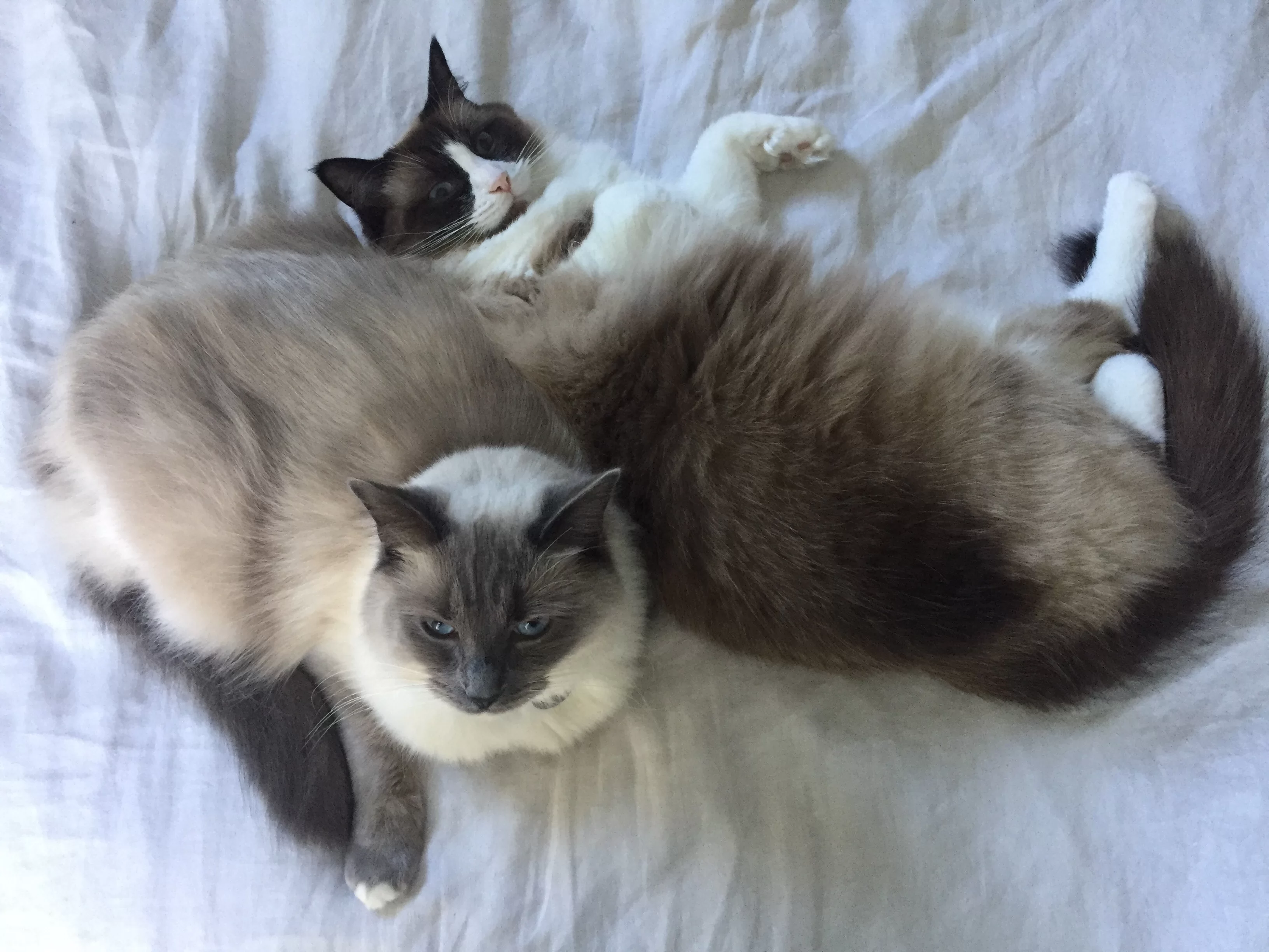 Ragroyalty Princess Holly & Princess Amber