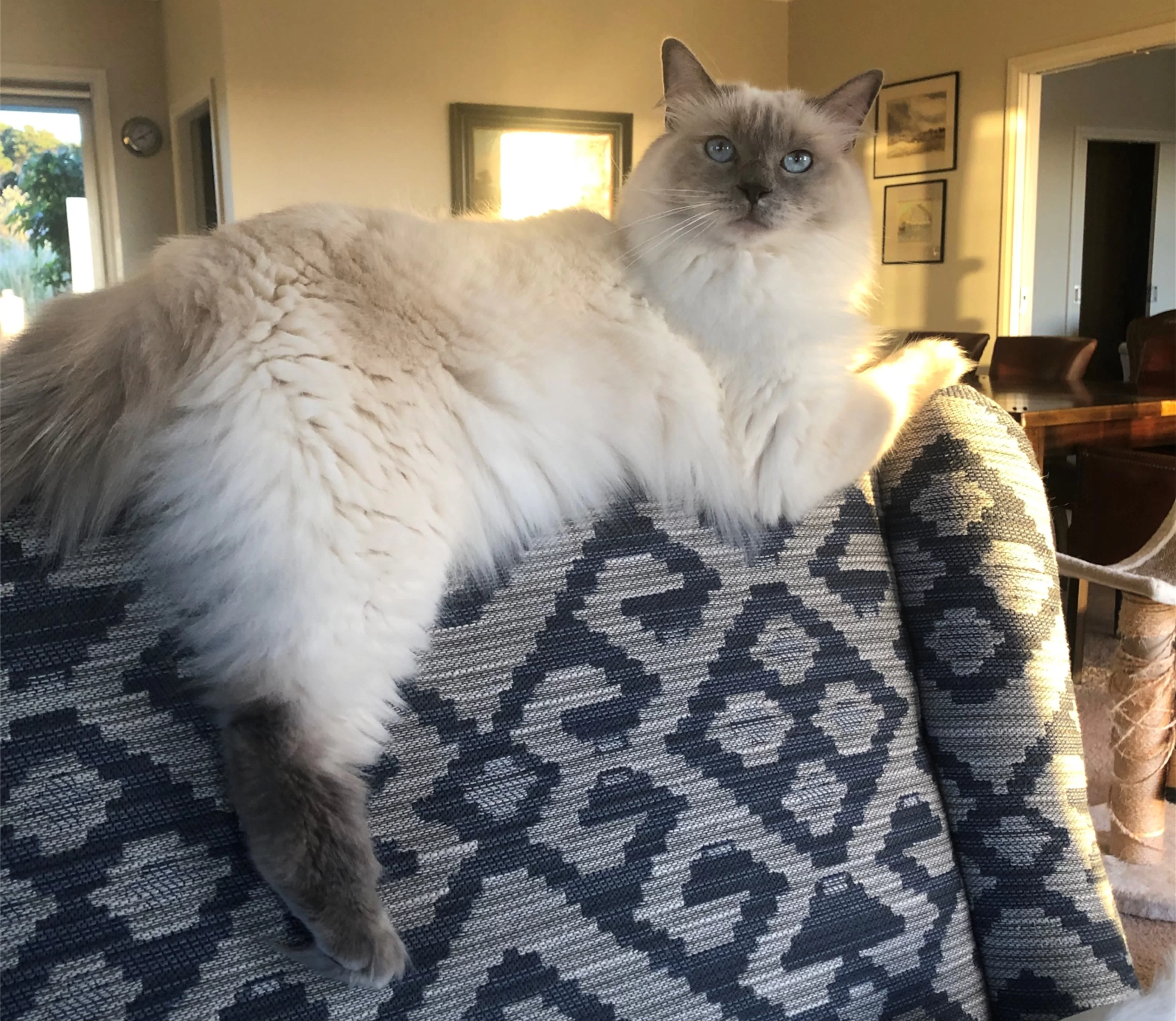 Ragroyalty Princess Indigo