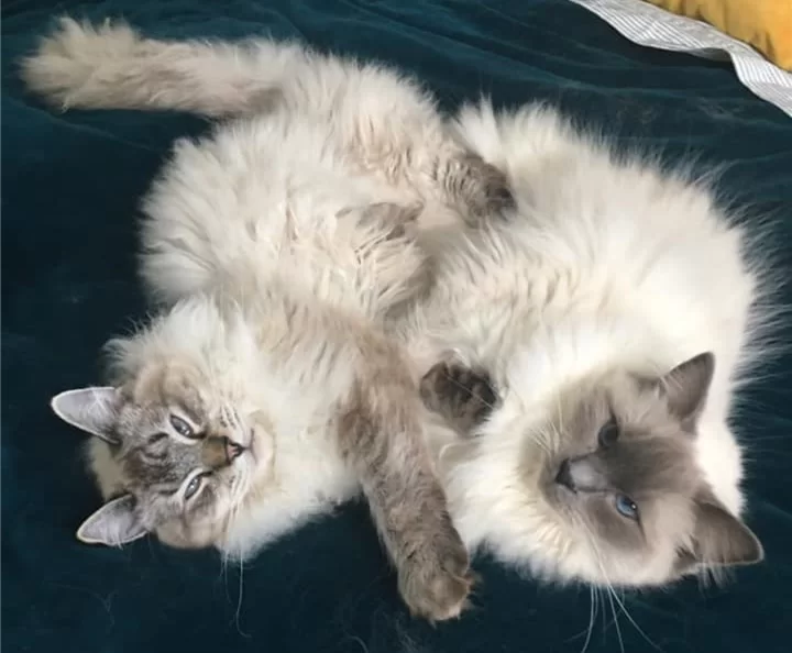 Ragroyalty Isla & Prince Reggie