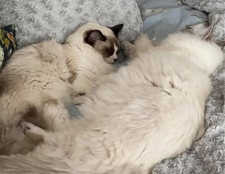 Ragroyalty Princess Izzie & King Jackson