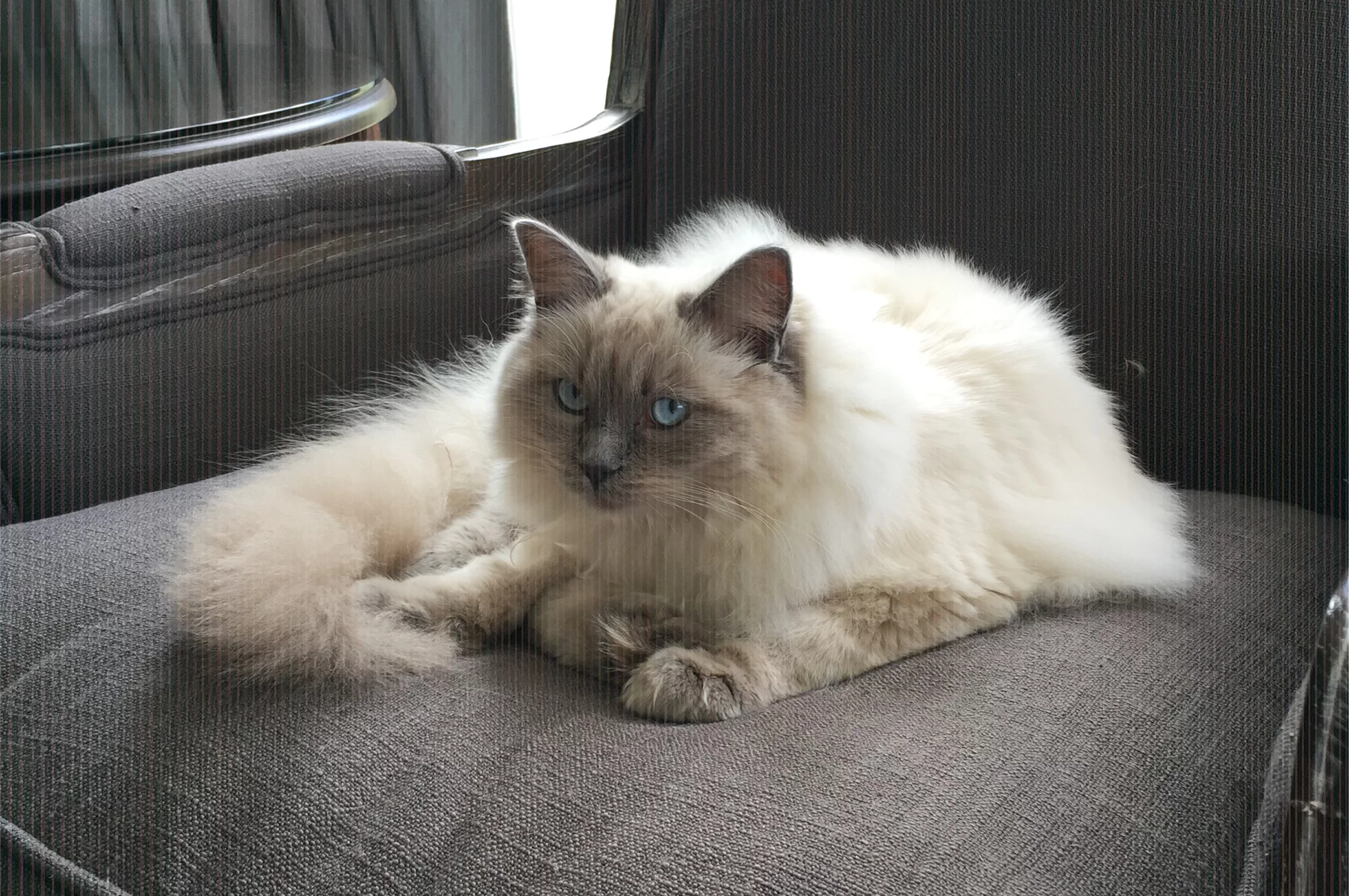 Ragroyalty Princess Katie