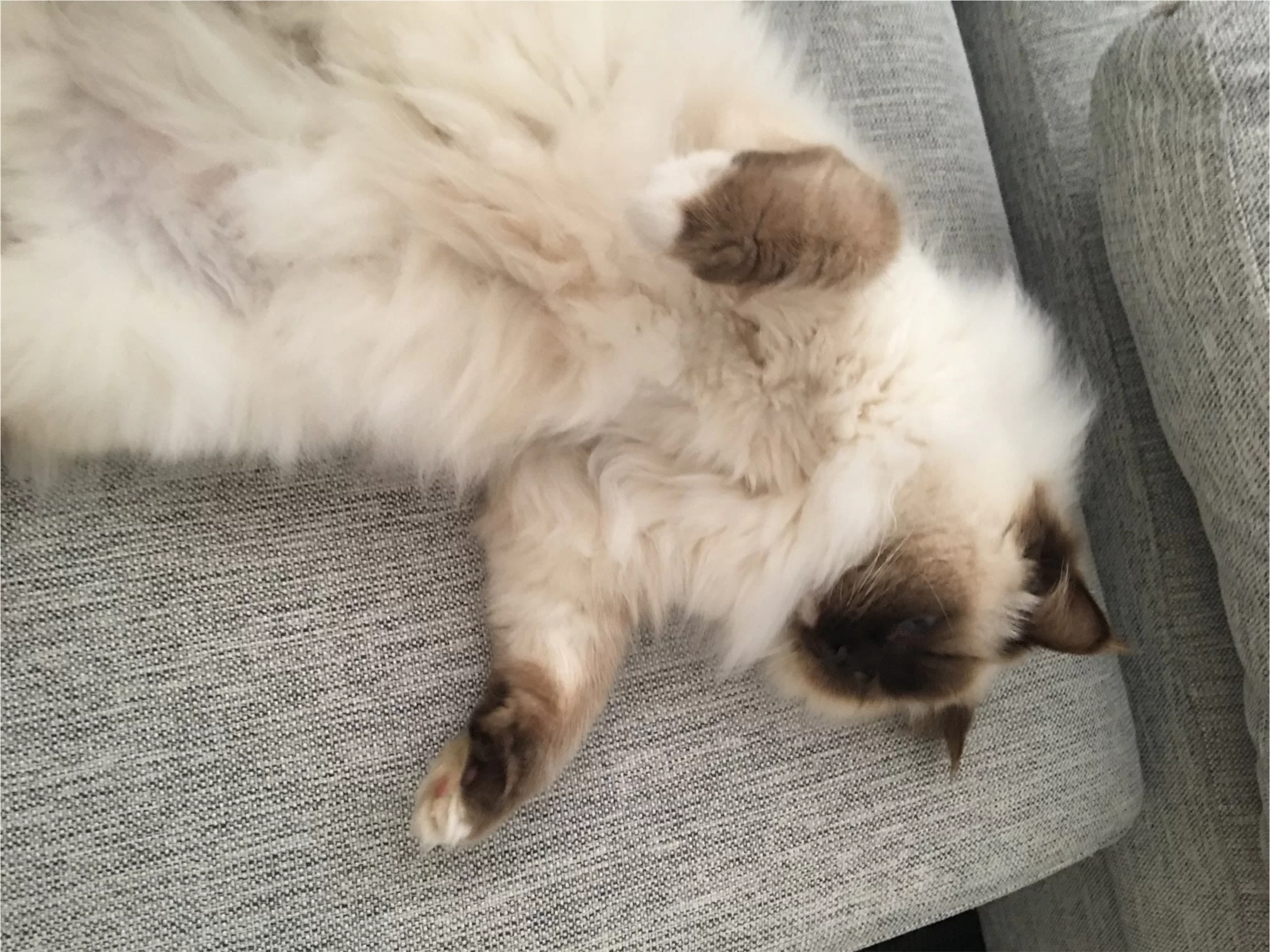 Ragroyalty Princess Kelly 