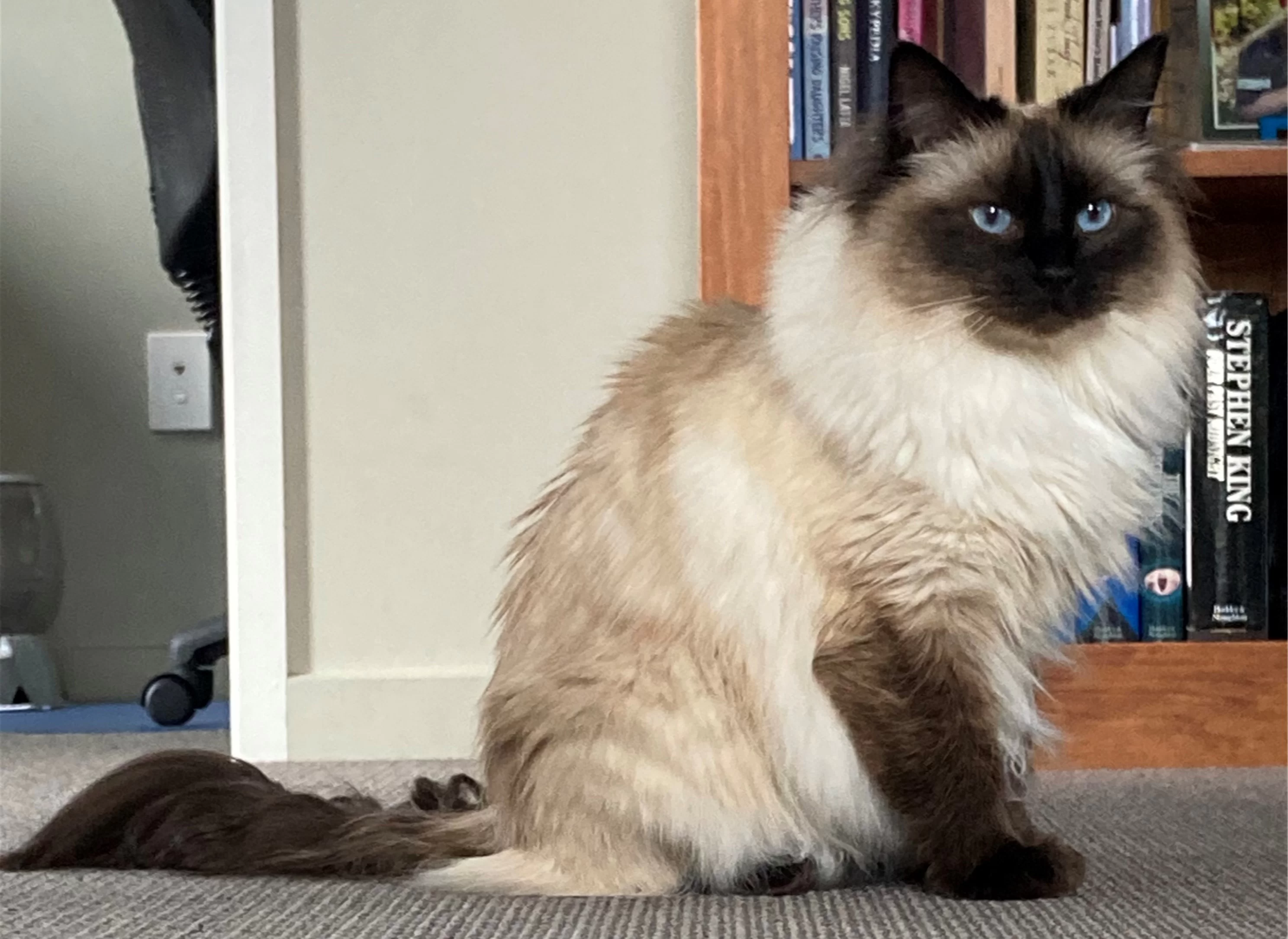 Ragroyalty Princess Kiara