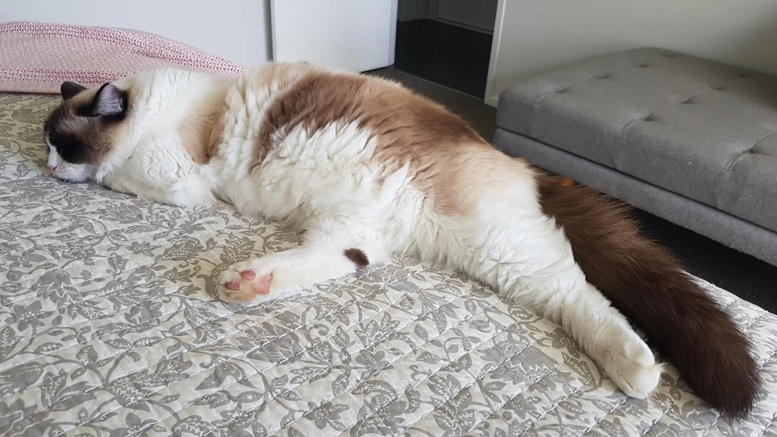 Ragroyalty Princess Laci