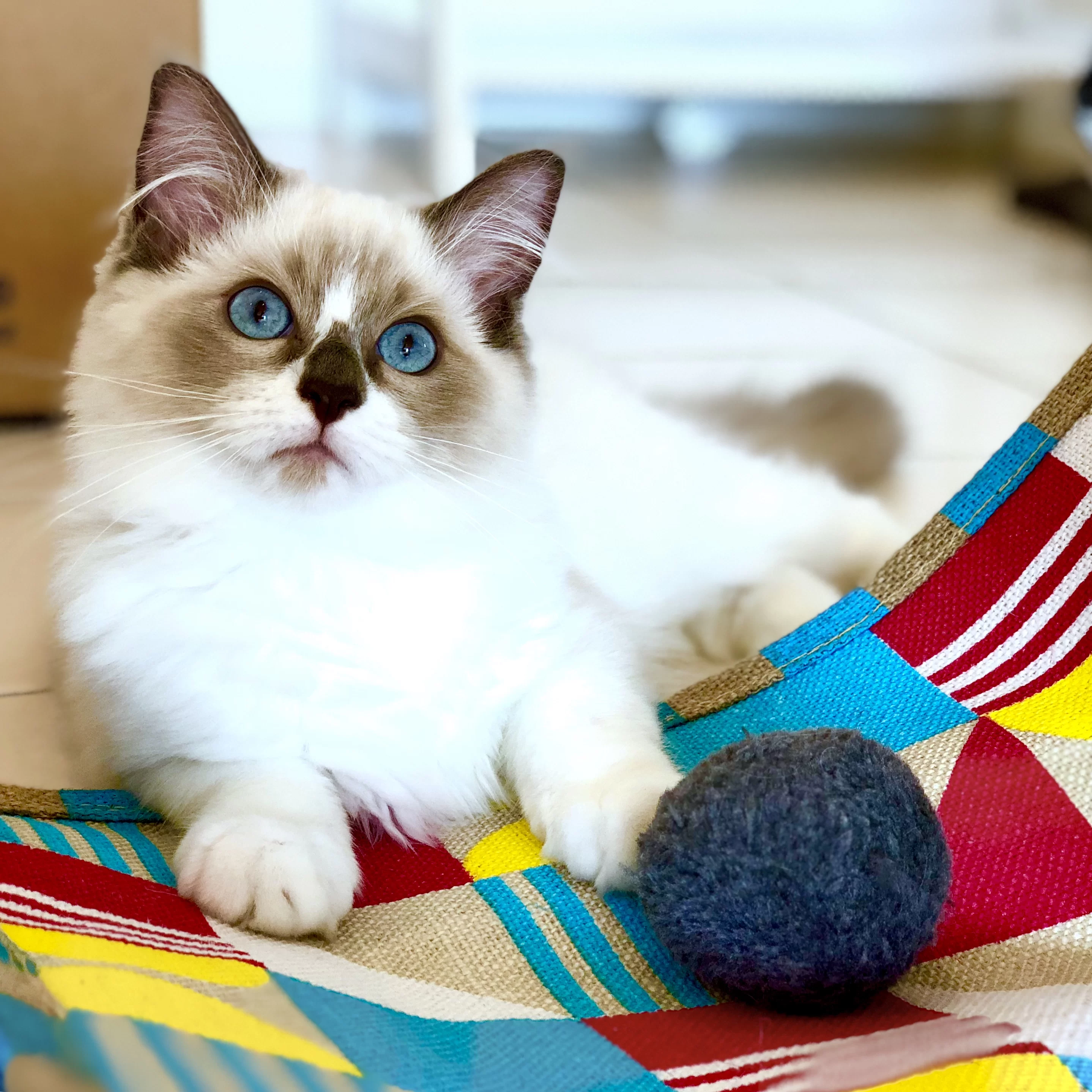 Ragroyalty Princess Layla