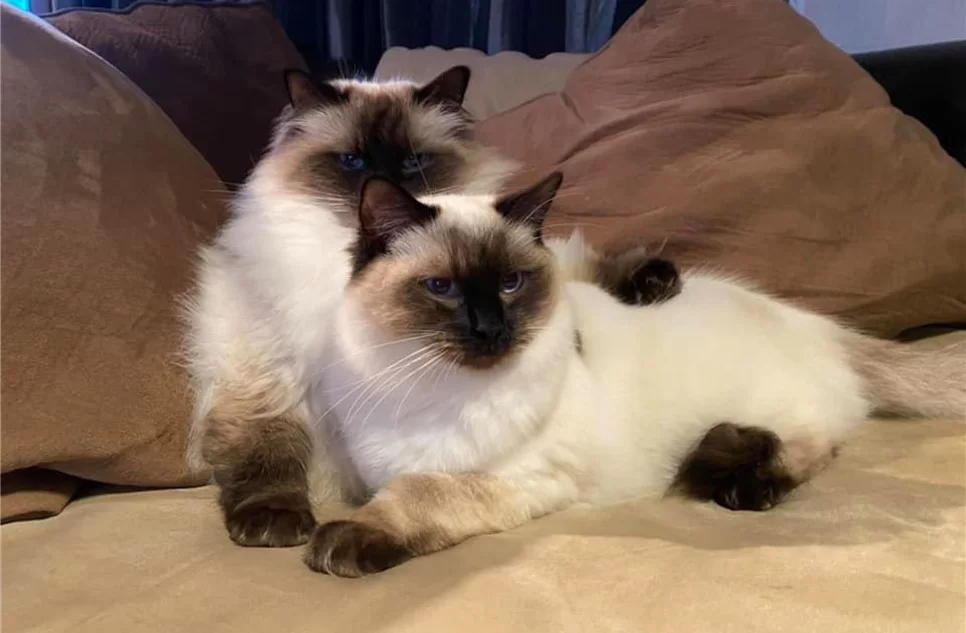 Ragroyalty Princess Lola