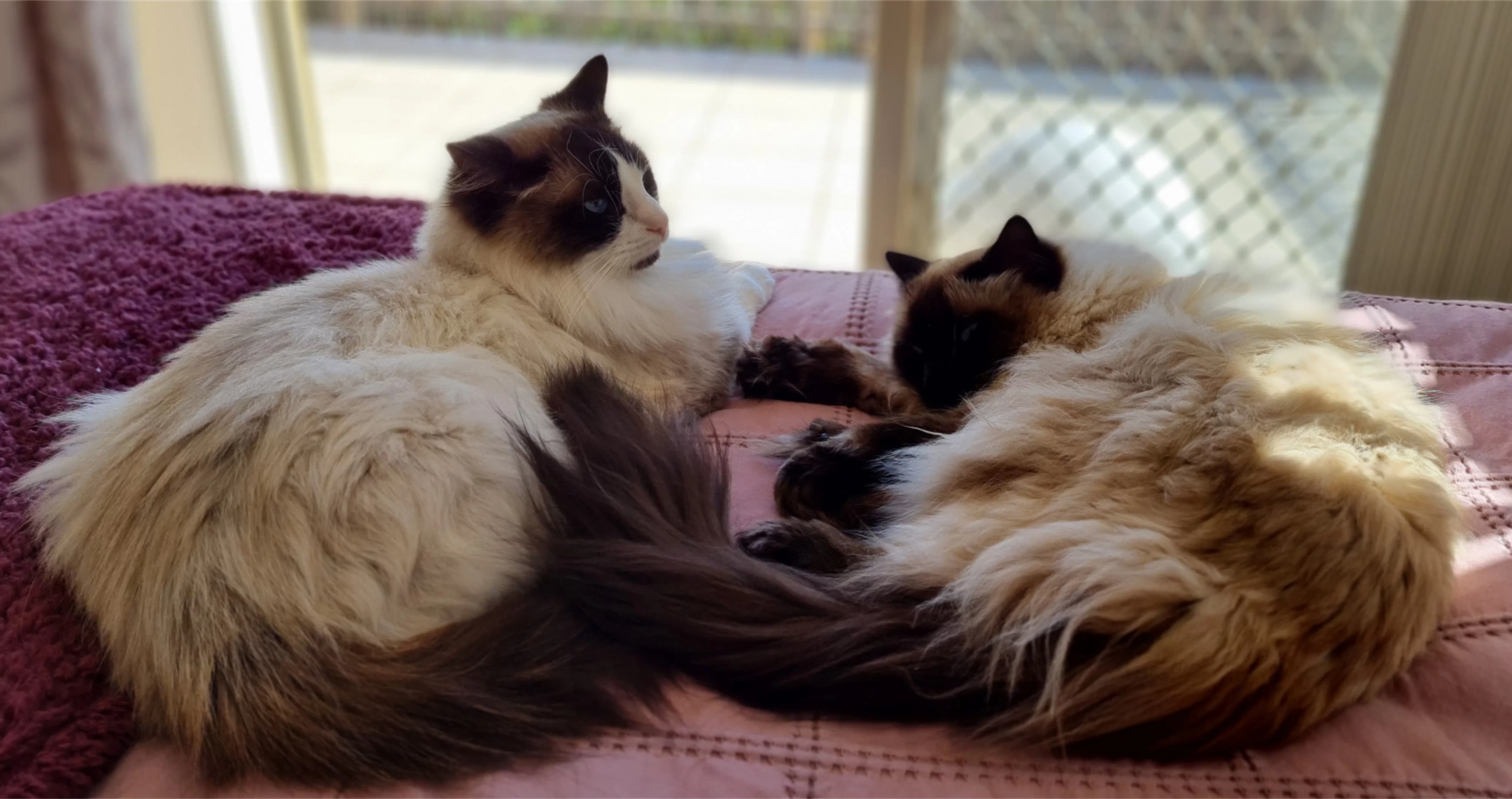 Ragroyalty Princess Mia & Ragroyalty Prince Zane