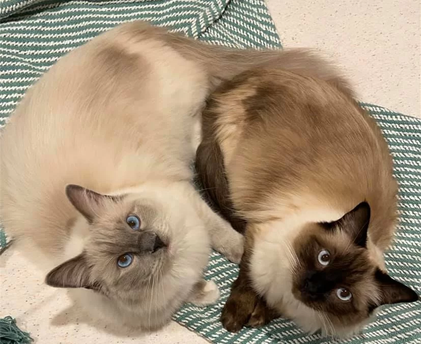 Ragroyalty Princess Millie & Ragroyalty Prince Ace