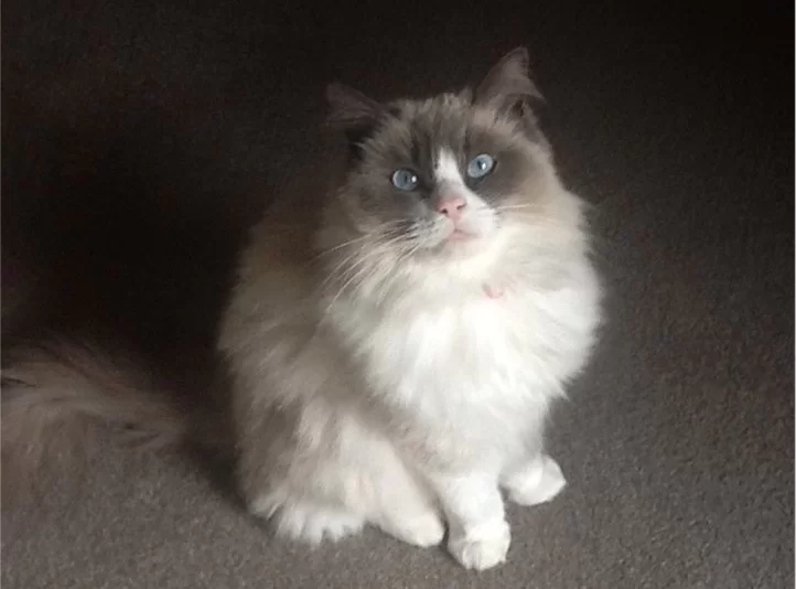 Ragroyalty Princess Missy