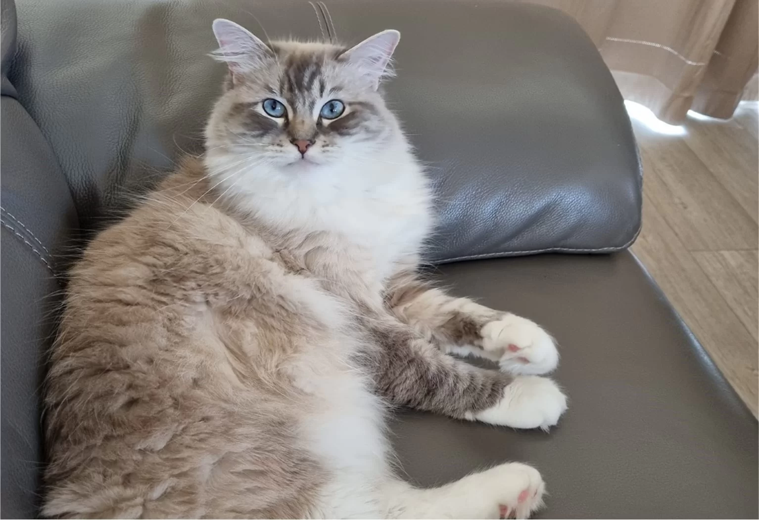 Ragroyalty Princess Nala