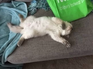 Ragroyalty Princess Nora