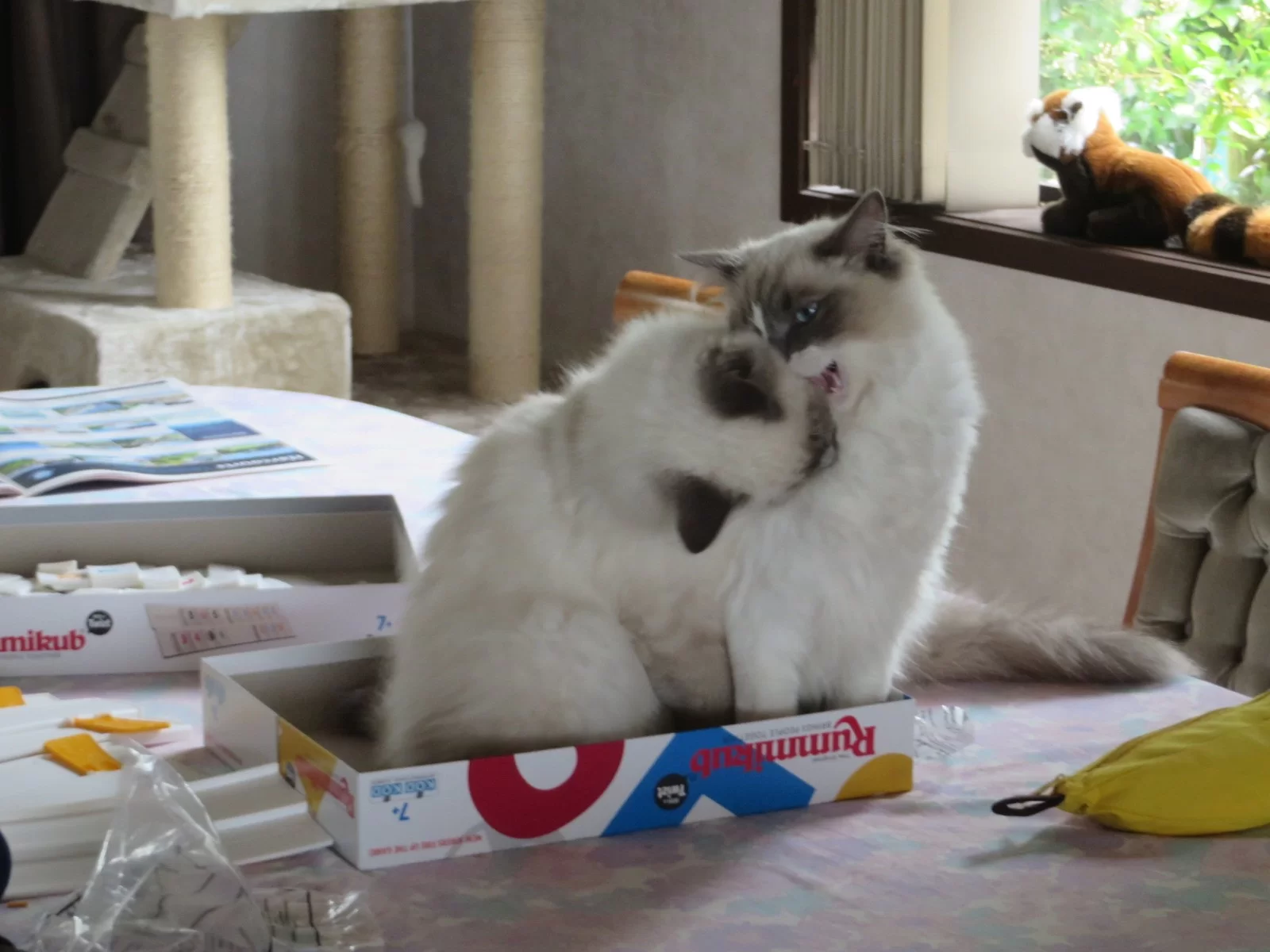 Ragroyalty Princess Nova & Ragroyalty Prince Jasper