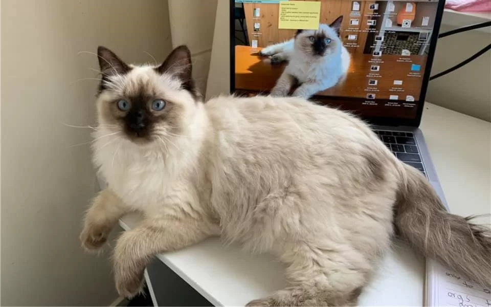 Ragroyalty Princess Rosa