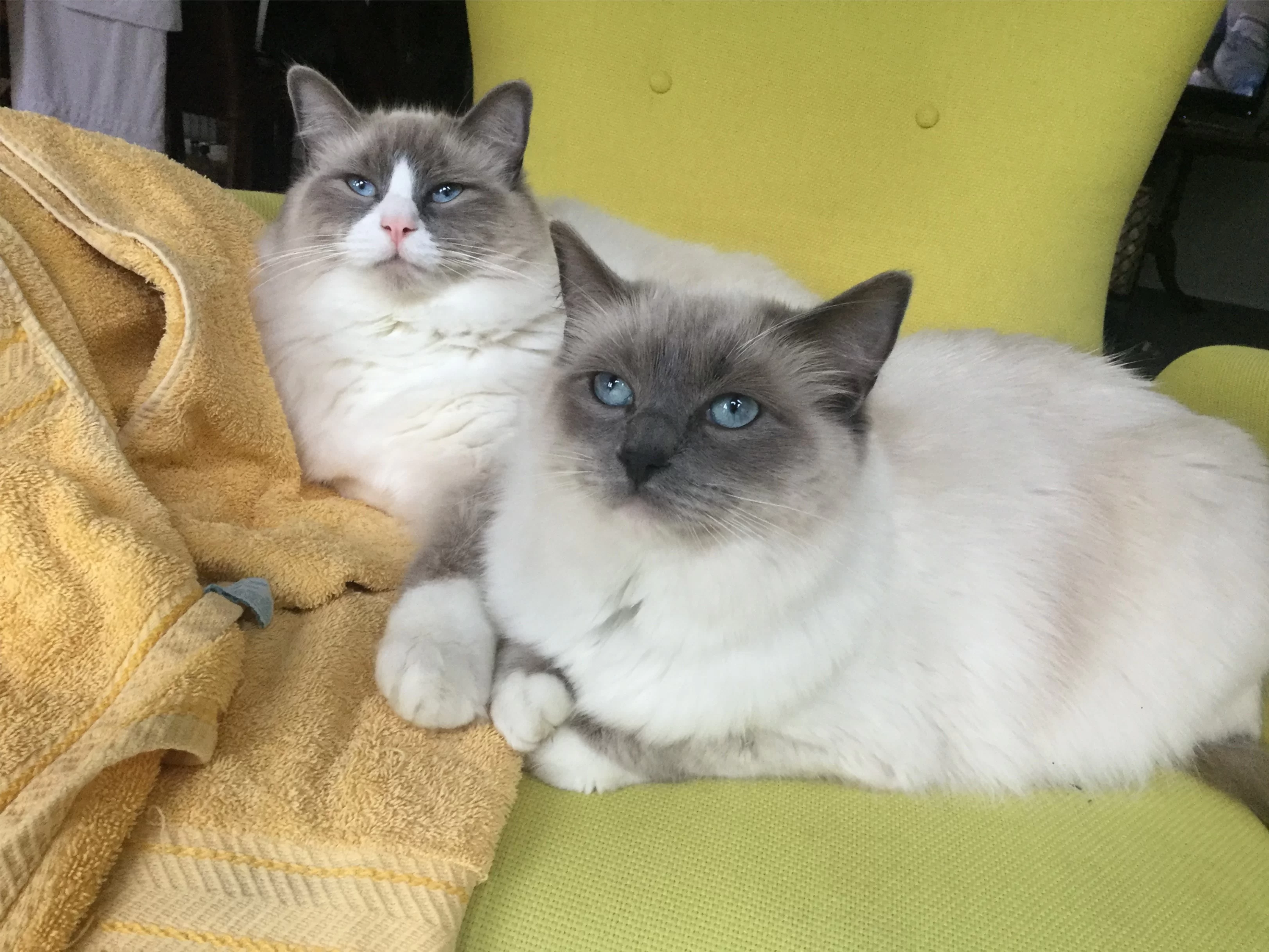 Ragroyalty Princess Rosie & Prince Lyric