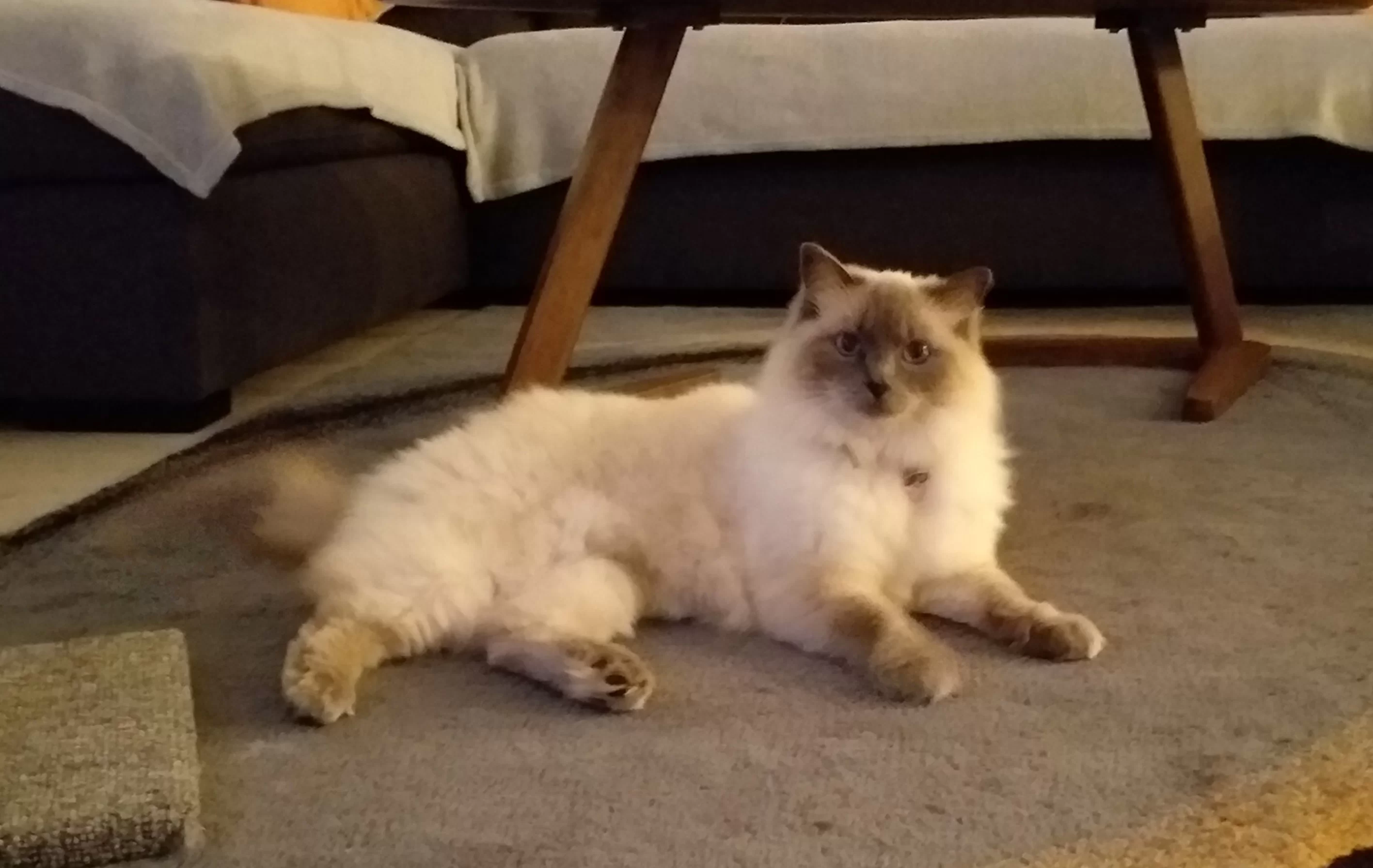 Ragroyalty Princess Sapphire