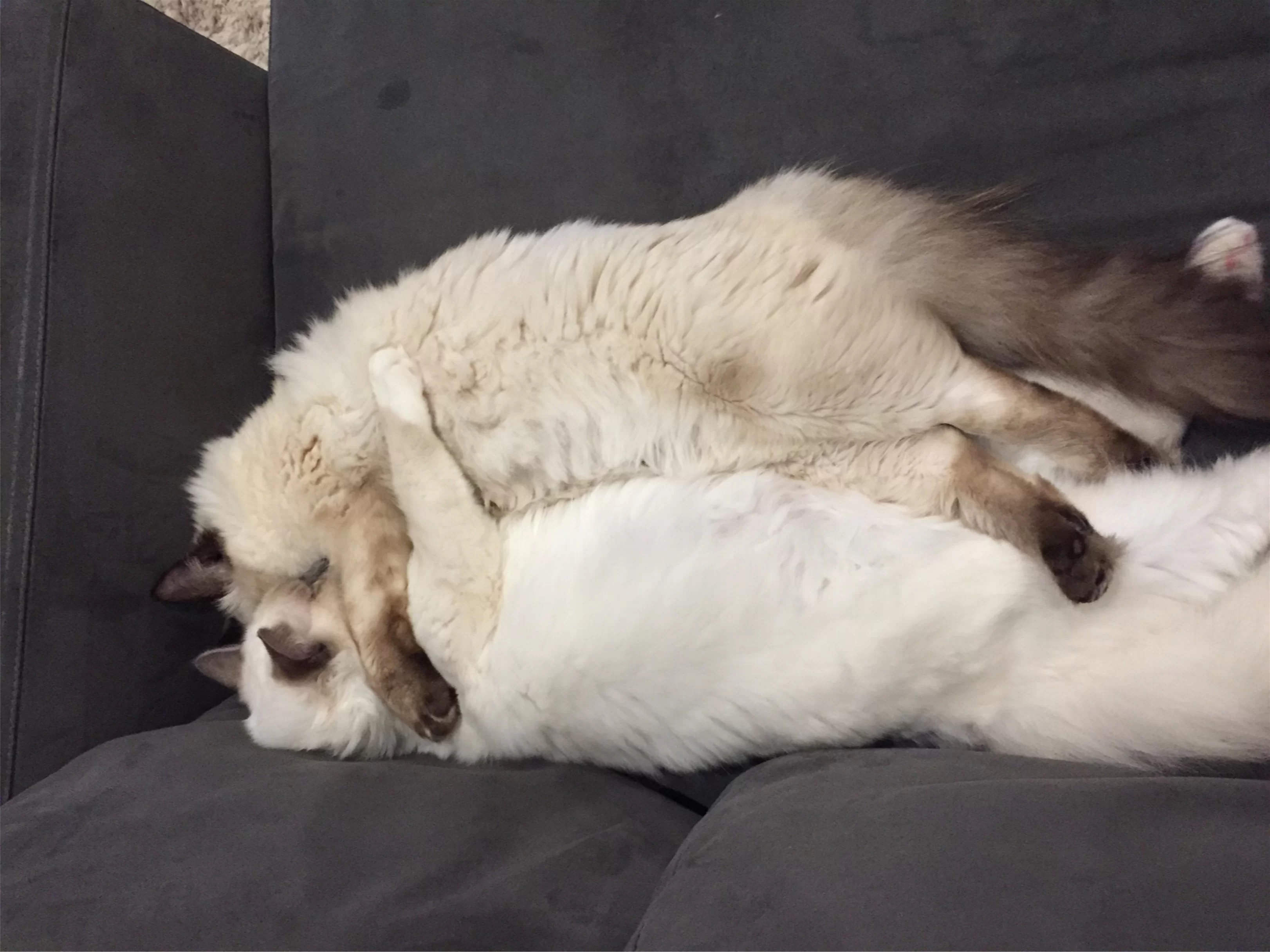 Ragroyalty Princess Sydney & Ragroyalty Dreams are Free