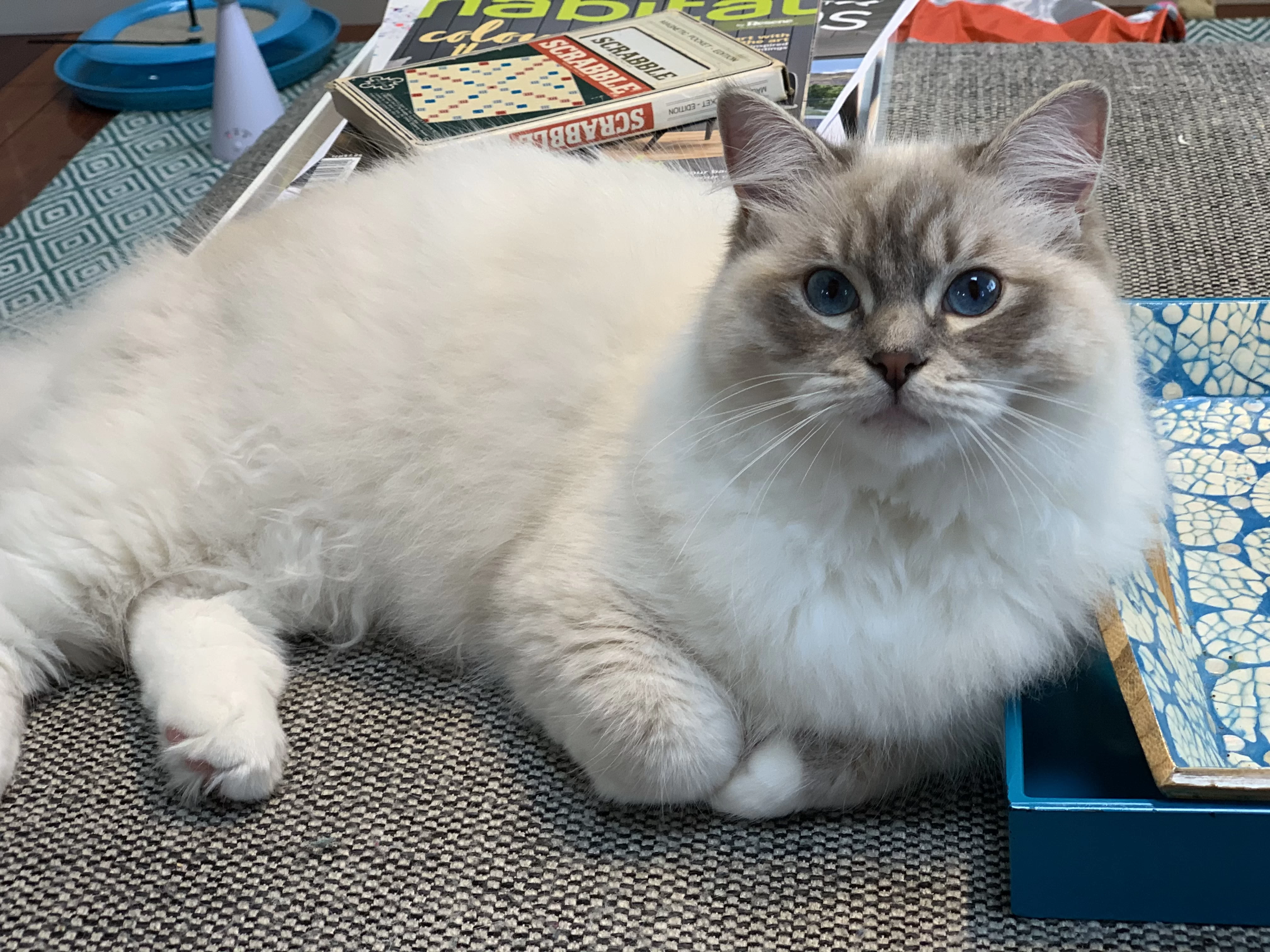 Ragroyalty Princess Tinkerbell