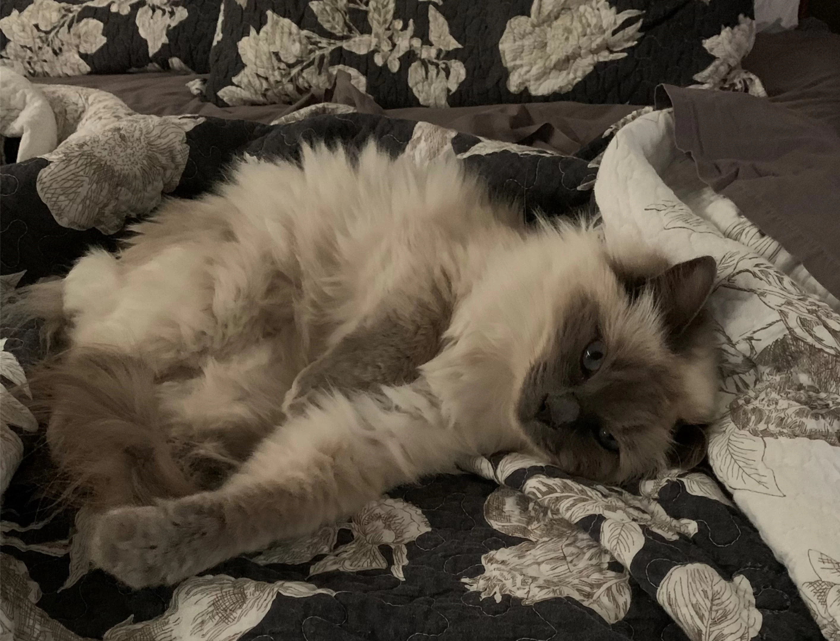 Ragroyalty Princess Zara