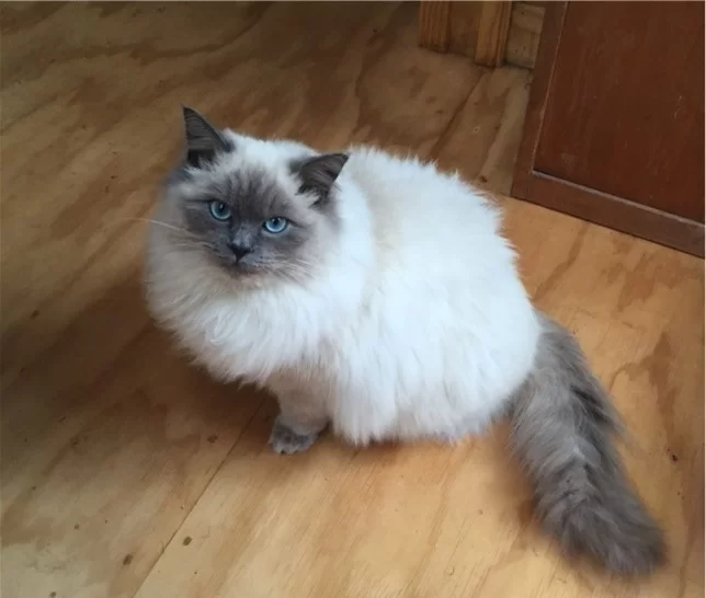 Ragroyalty Prince Tai