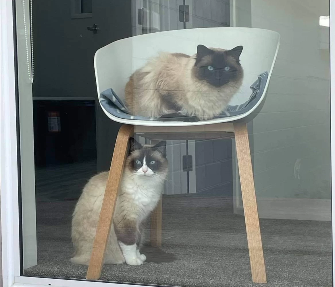 Ragroyalty Prince Thor & Prince Sam