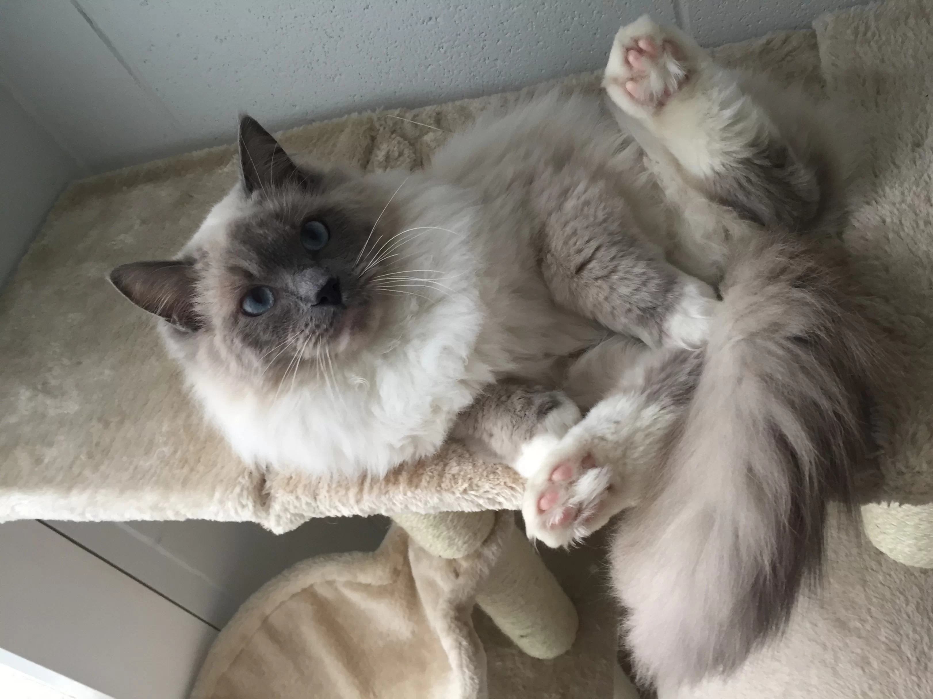 Ragroyalty Prince Tyson